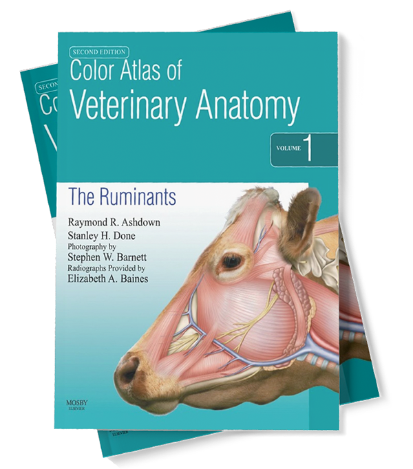 Medical and Veterinary Illustration by Diogo Guerra Resources