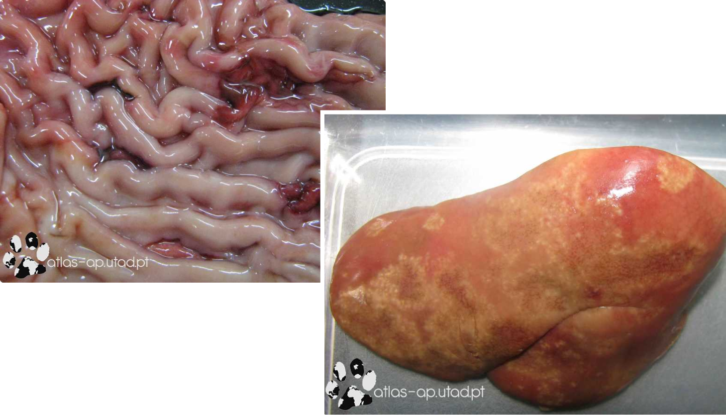 veterinary clinical pathology with extensive image galleries on haematology, urinalysis, cytology of domestic and exotic species, necropsy, lung, kidney