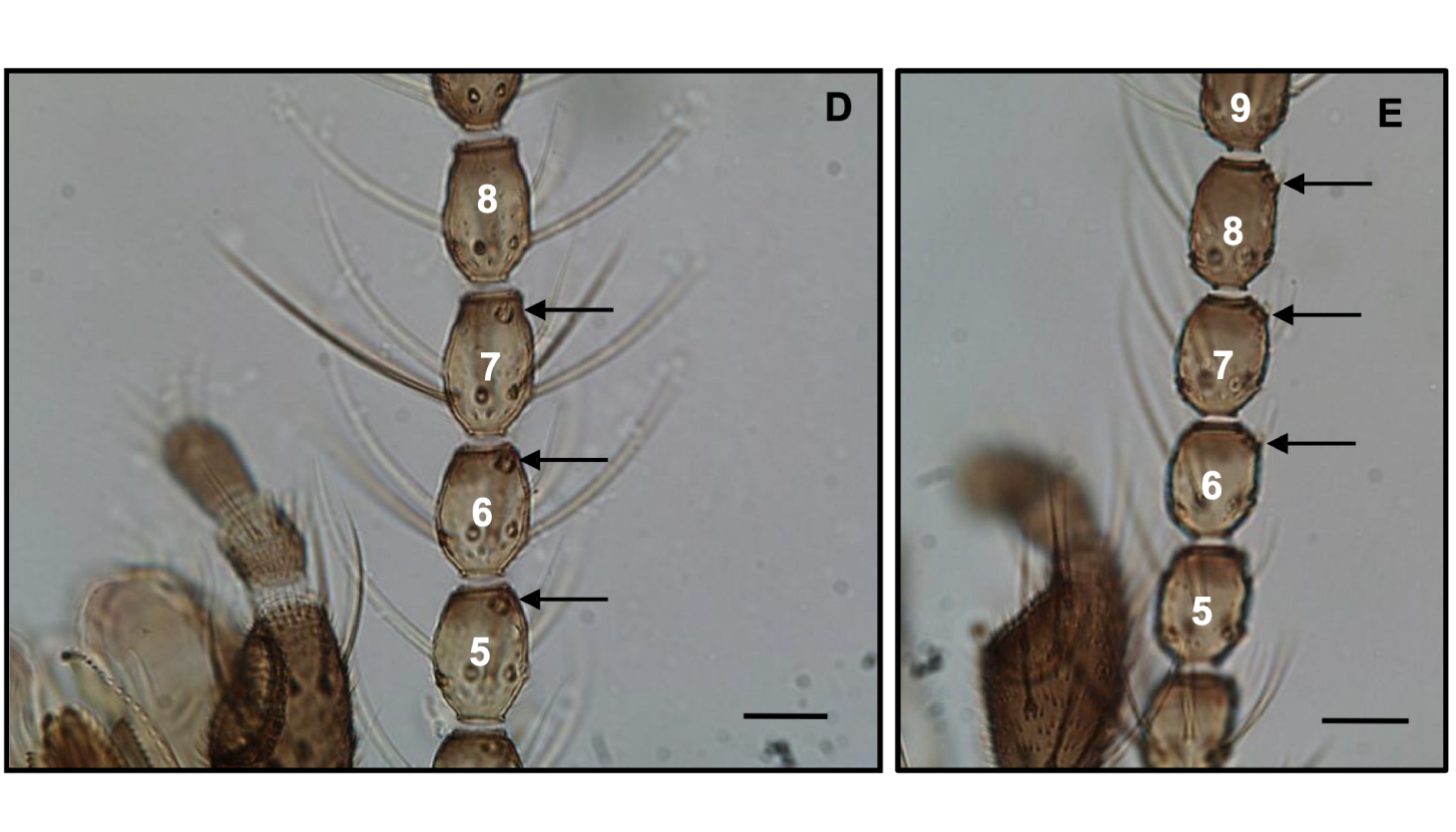 parasitology, veterinary, mites, ticks, fleas, protozoology, culicoides