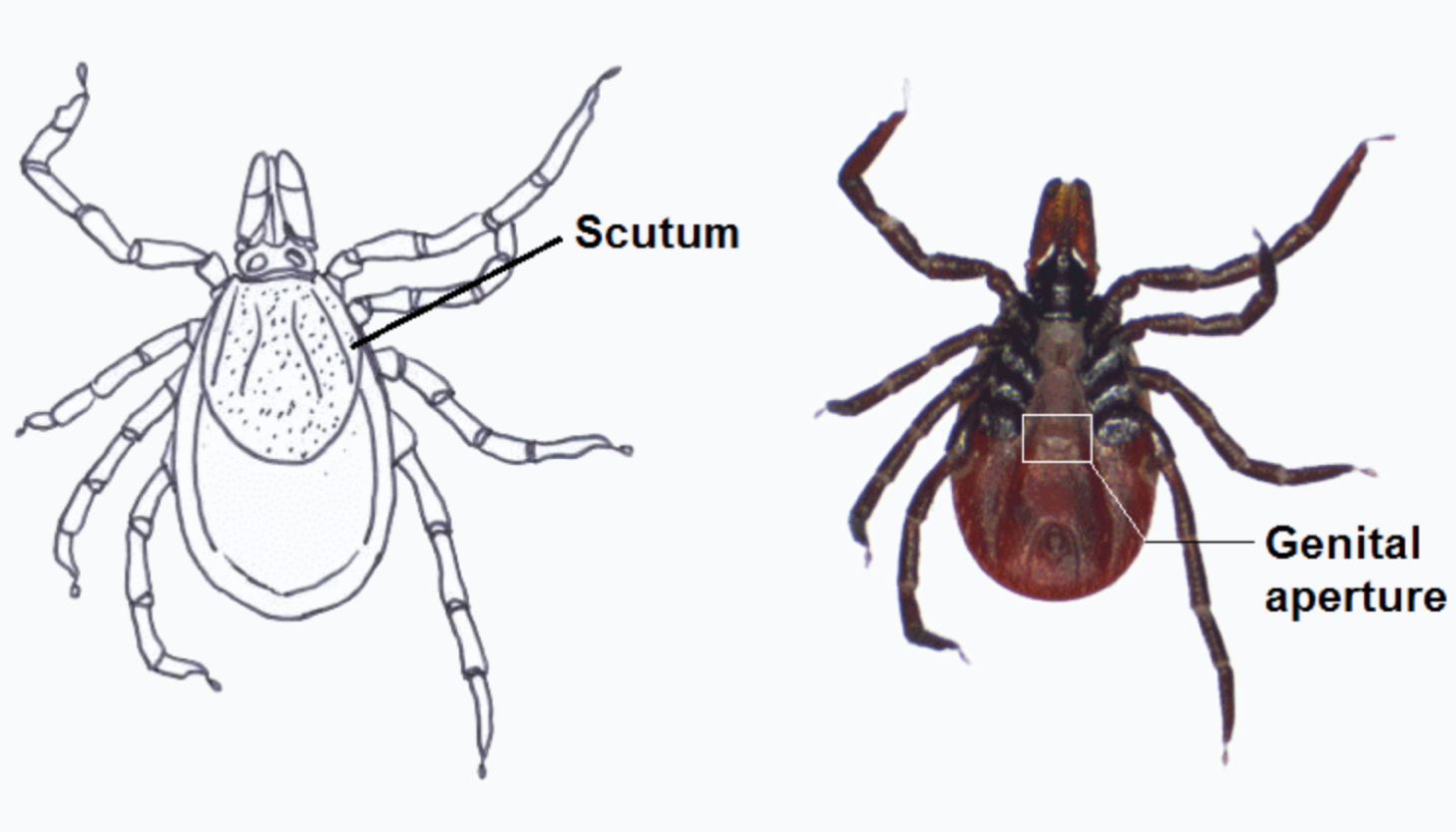 parasitology, veterinary, mites, ticks, fleas, protozoology