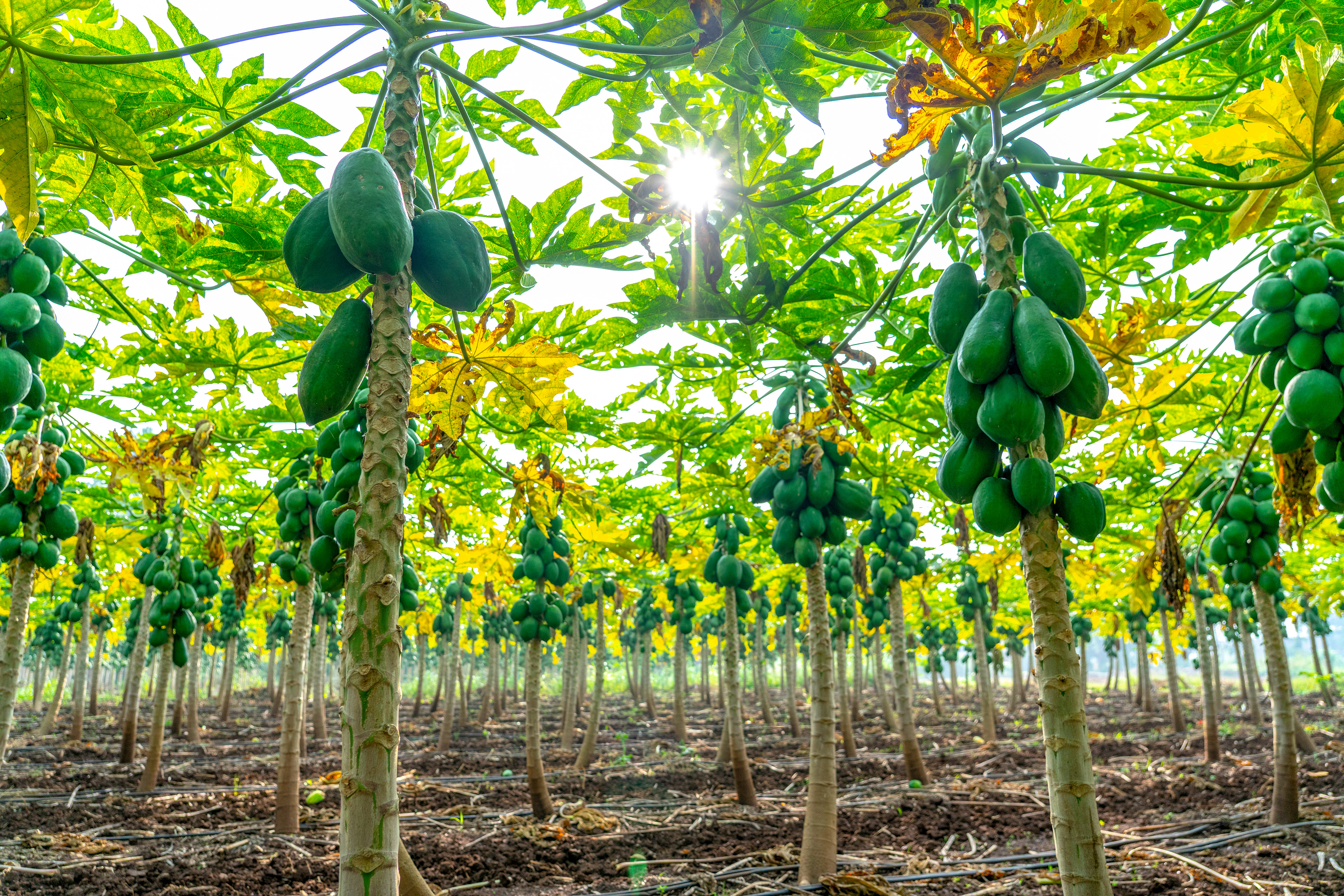 Papaya Plantation