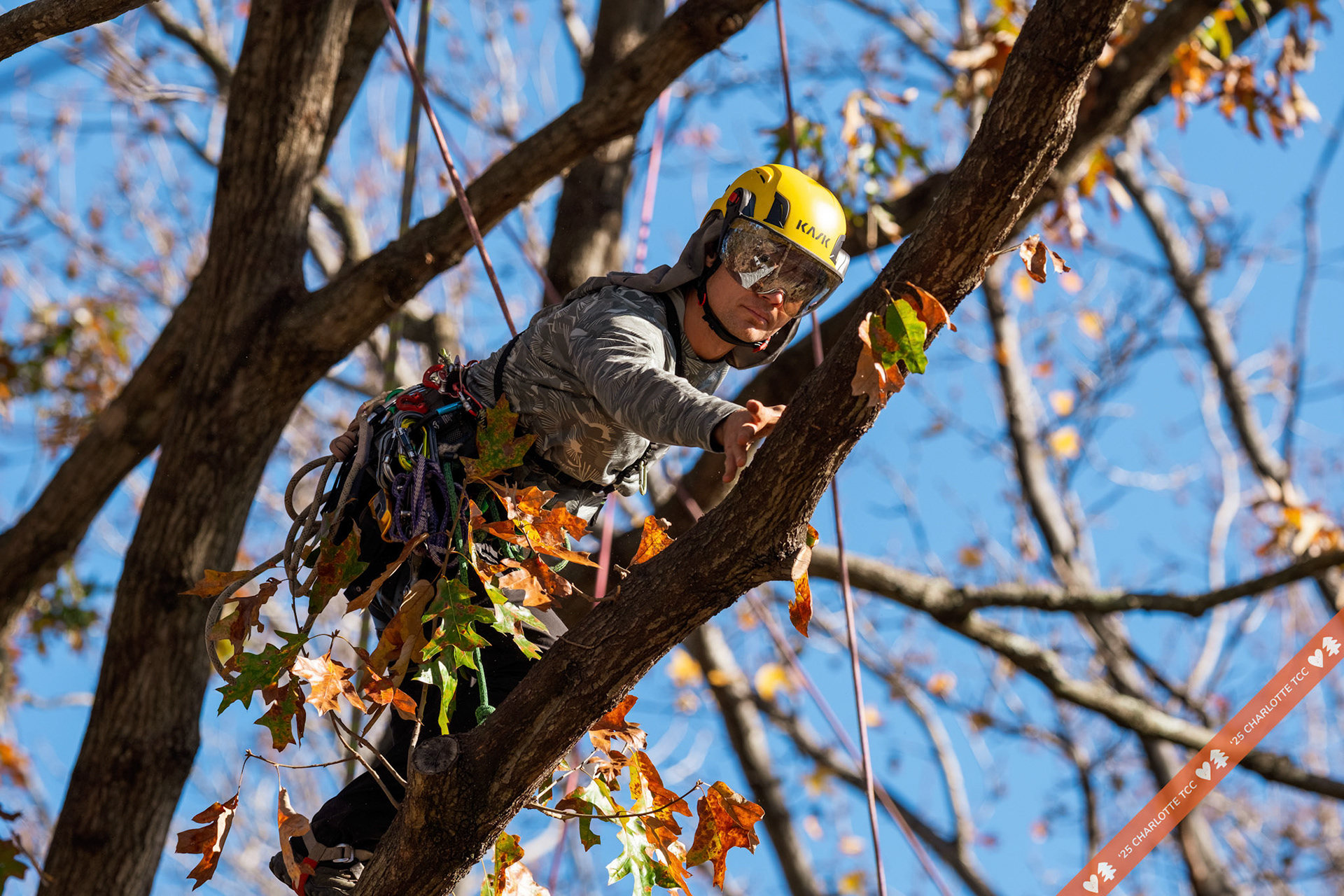 2025 Charlotte Tree Climbing Competition - TreeStuff.com/photos