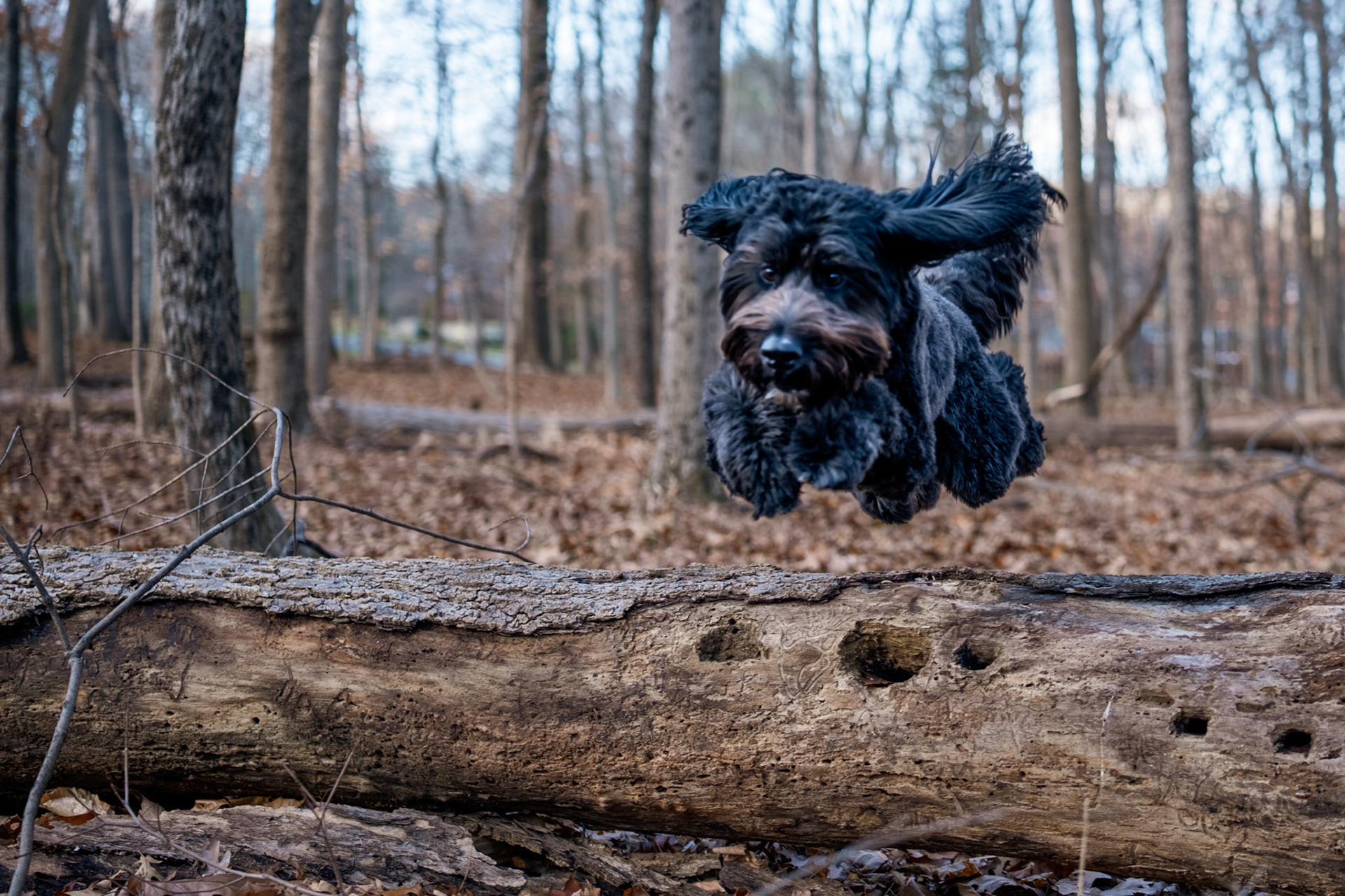 Thanksgiving ’25 + Saanvi Naming