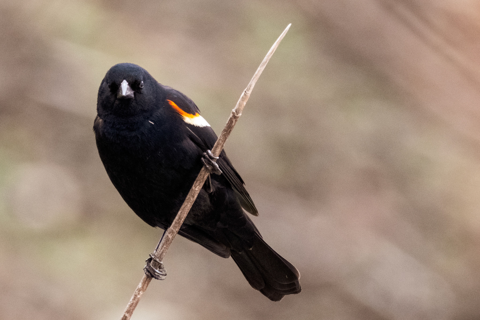 Redwinged Blackbird