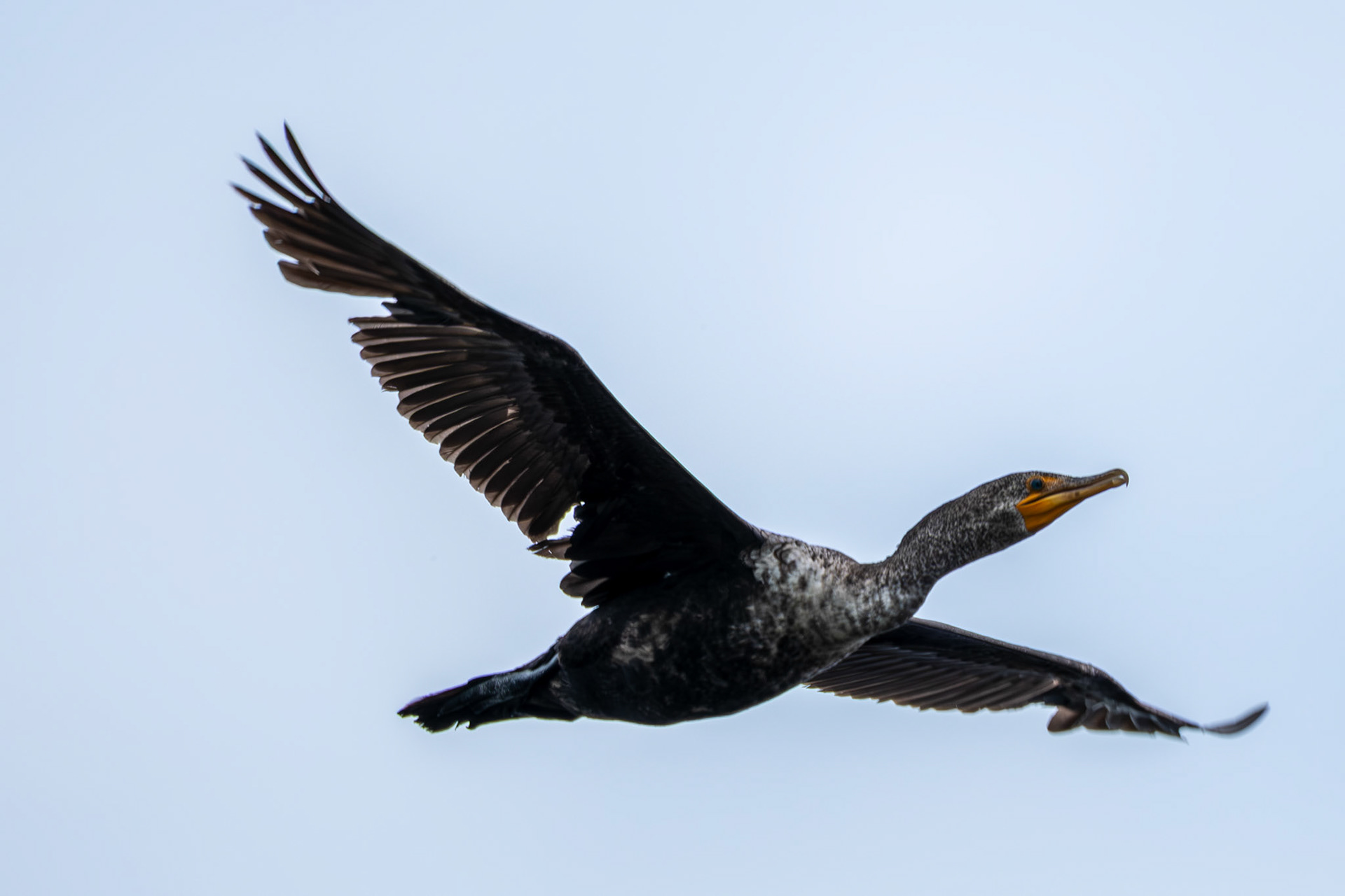 Doublebreasted Cormorant in Flight