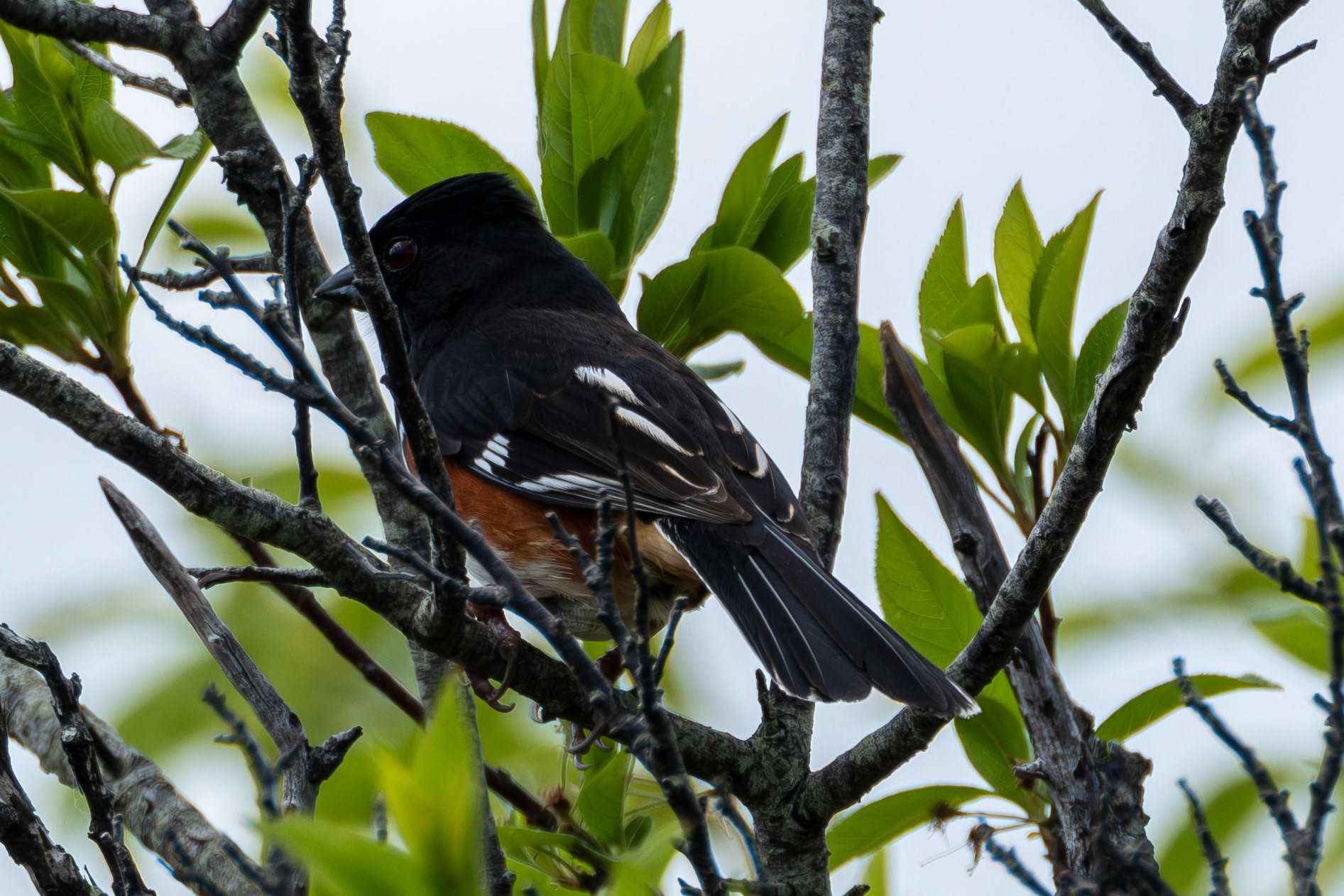 EasternTowhee