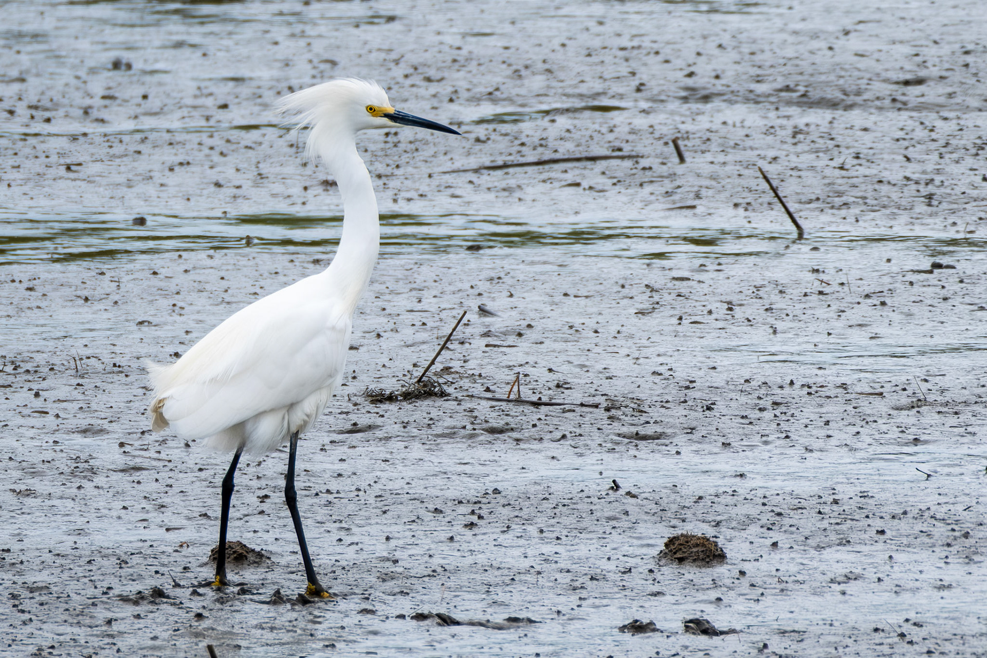 Snowy Egret