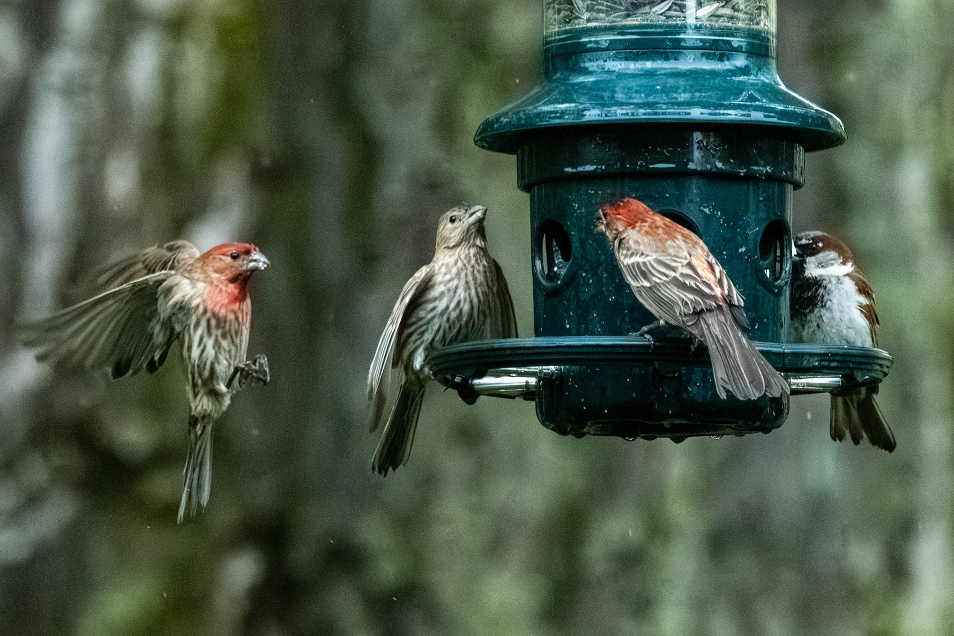 House Finch, House Sparrow