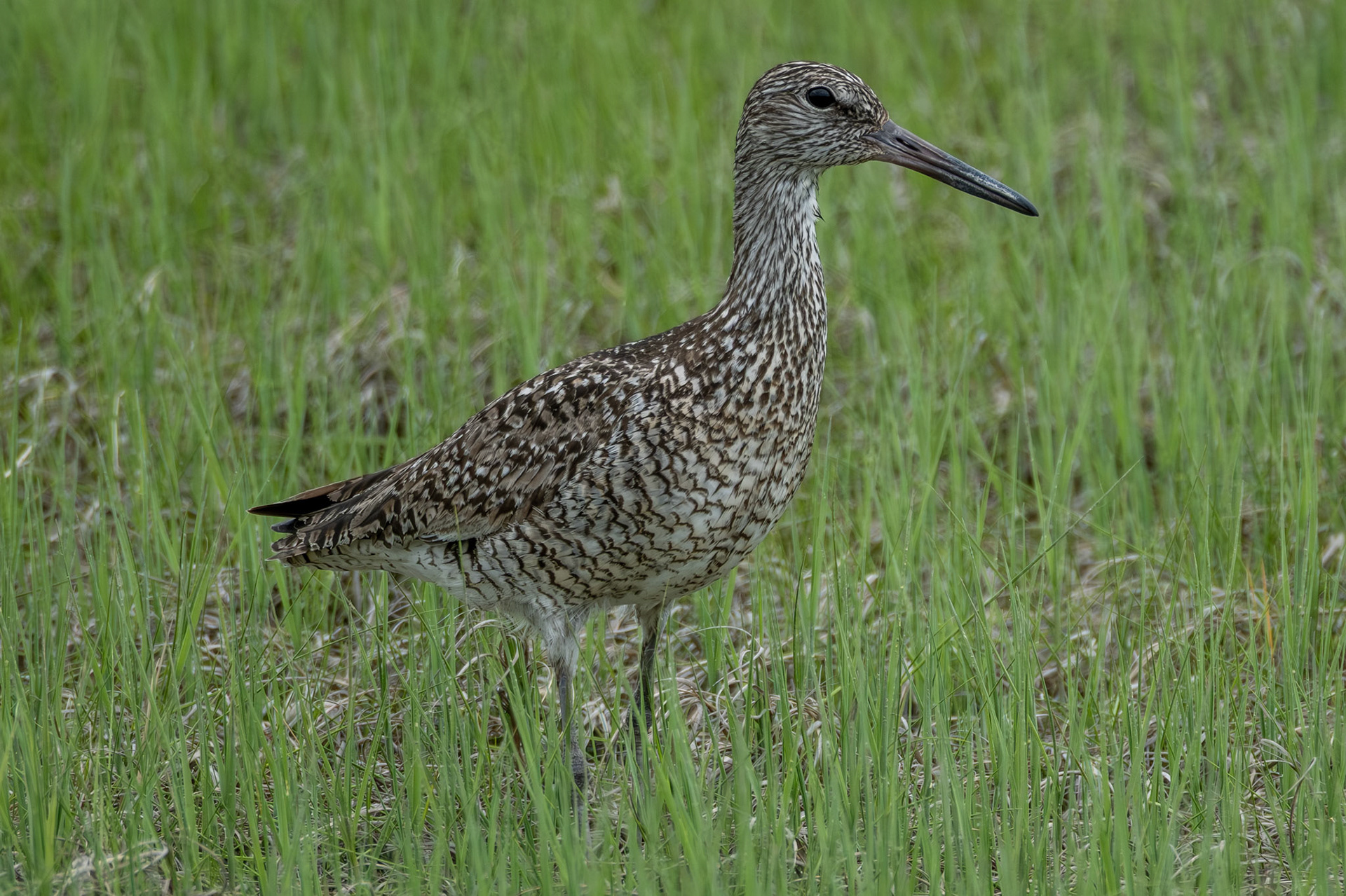 Willet