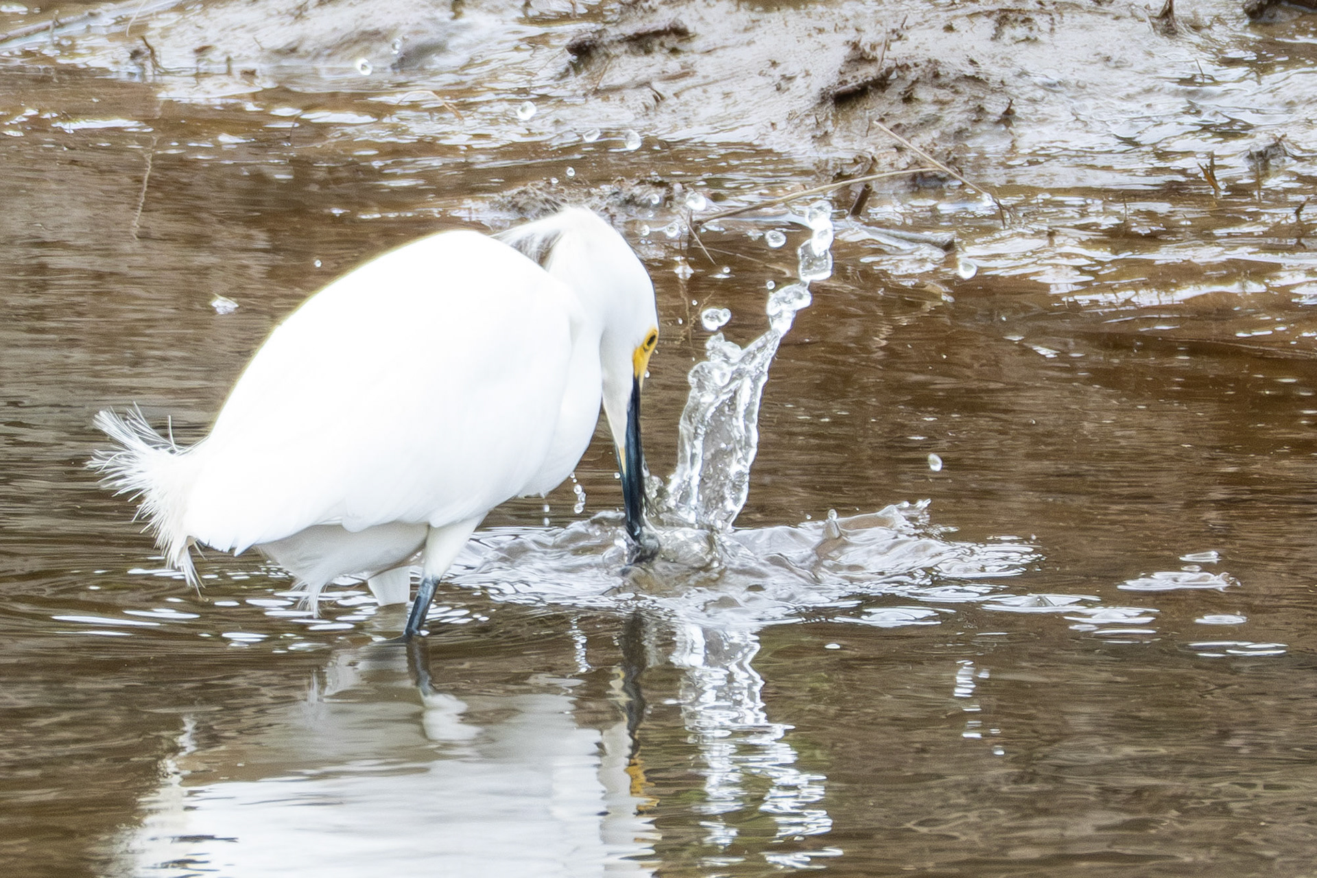 Snowy Egret Hunting