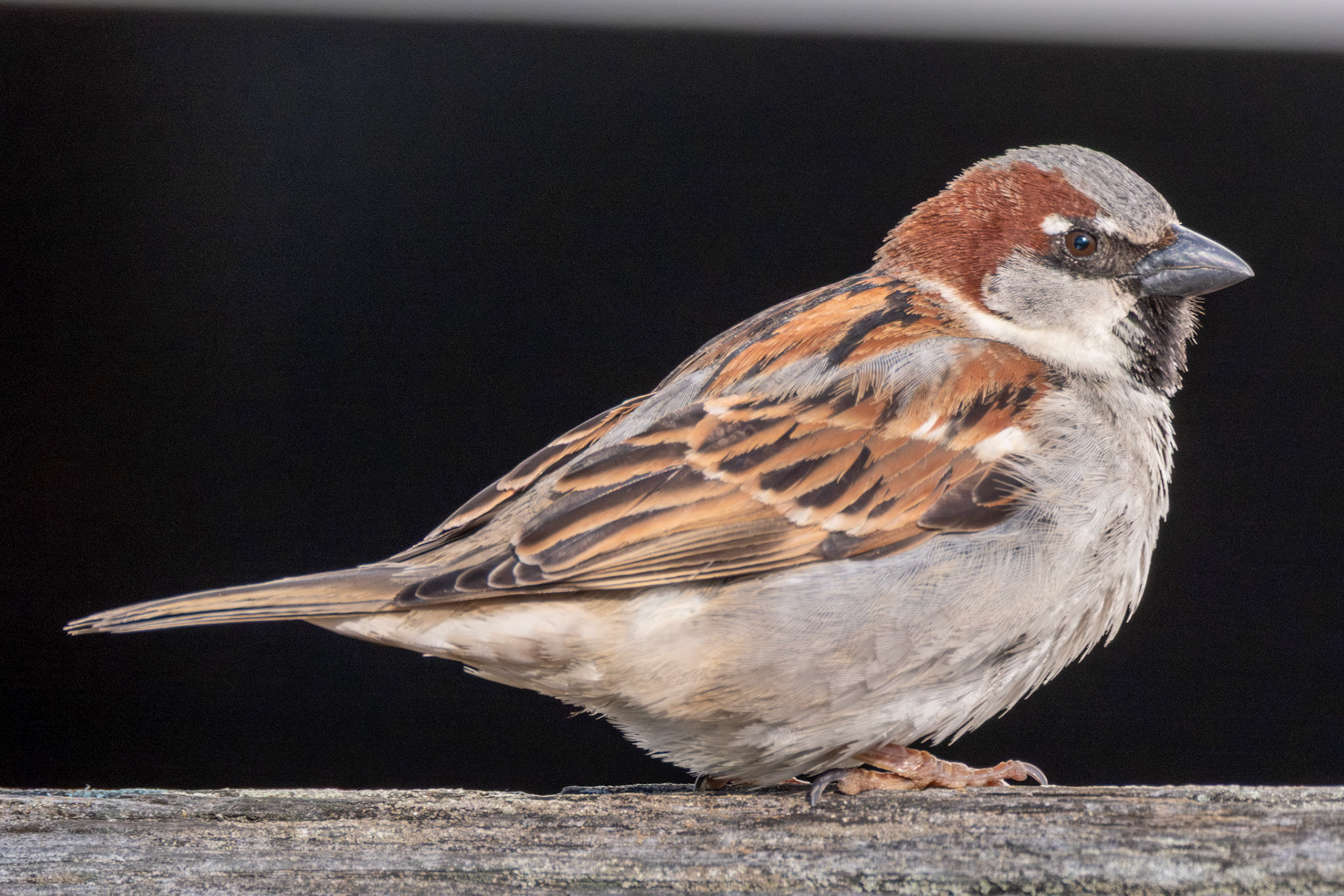 House Sparrow