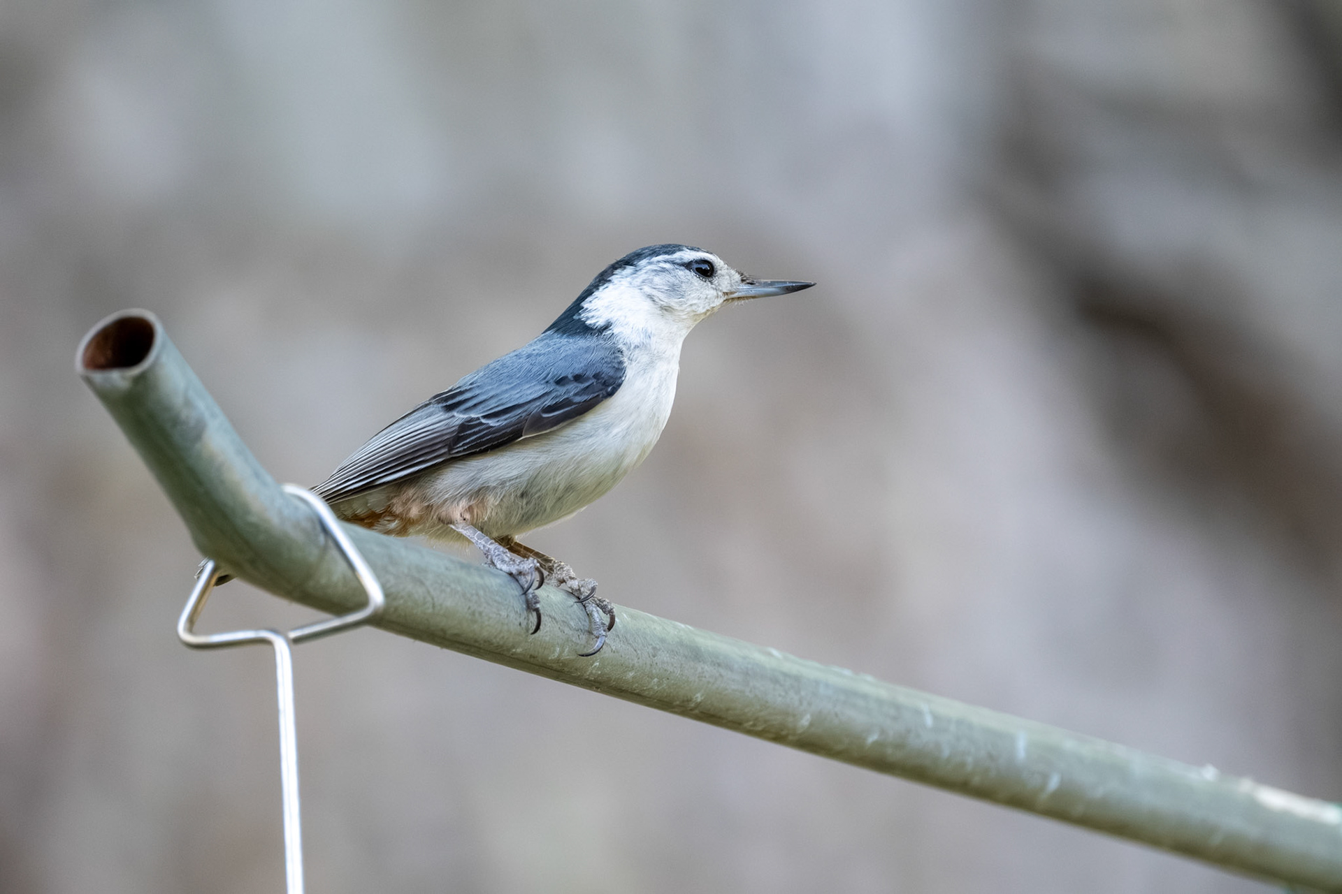 White Breasted Nuthatch