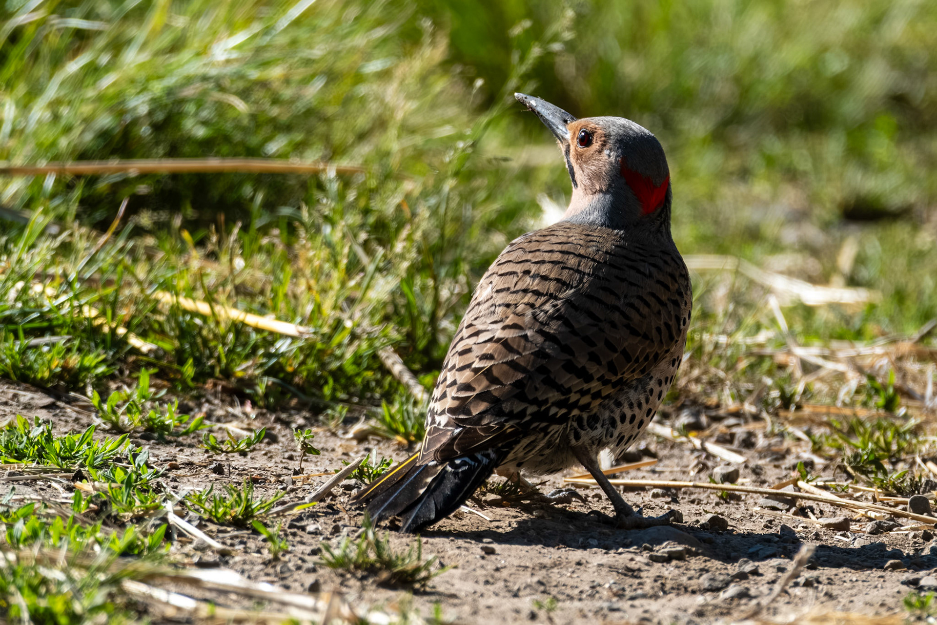 Northern Flicker