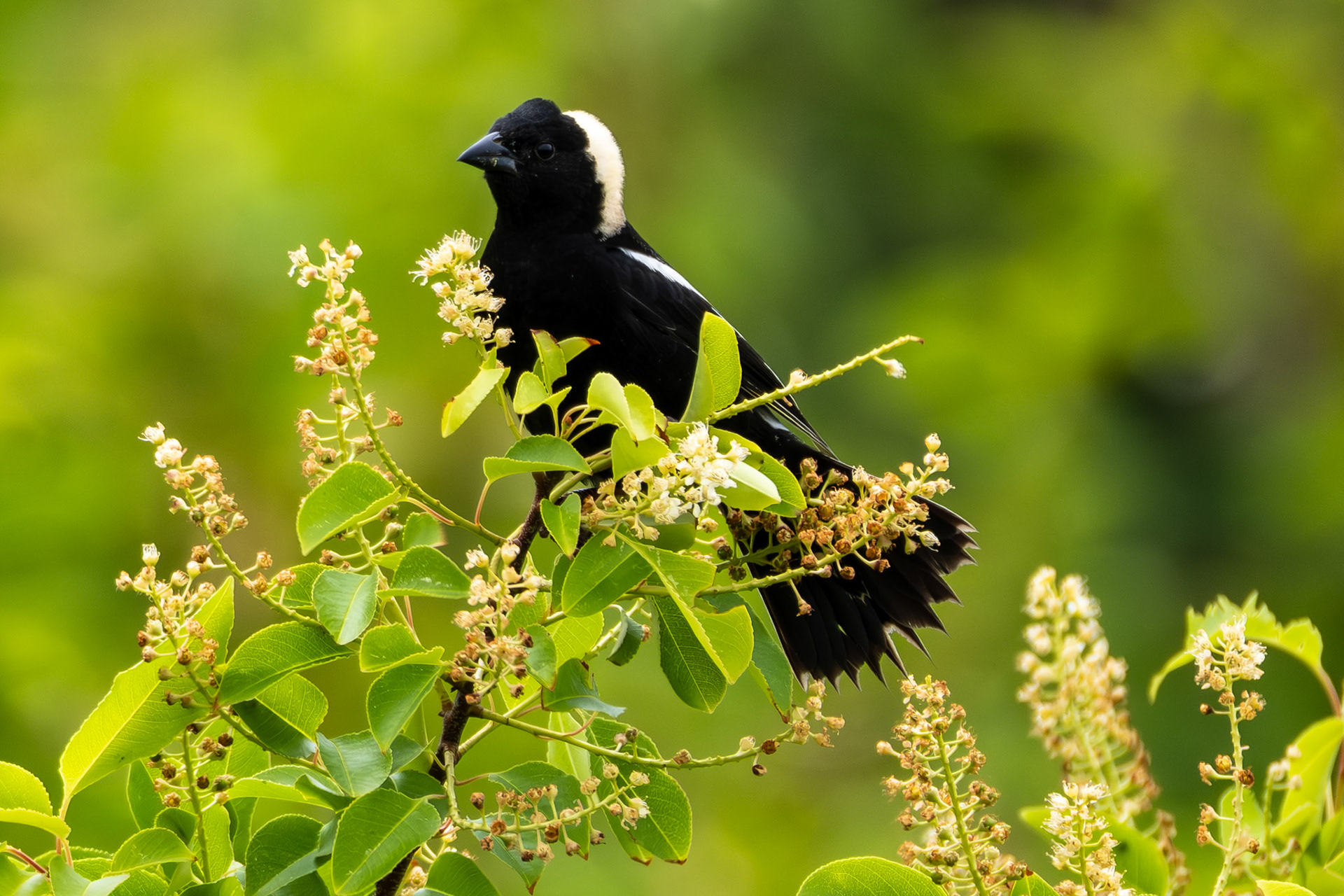 Bobolink