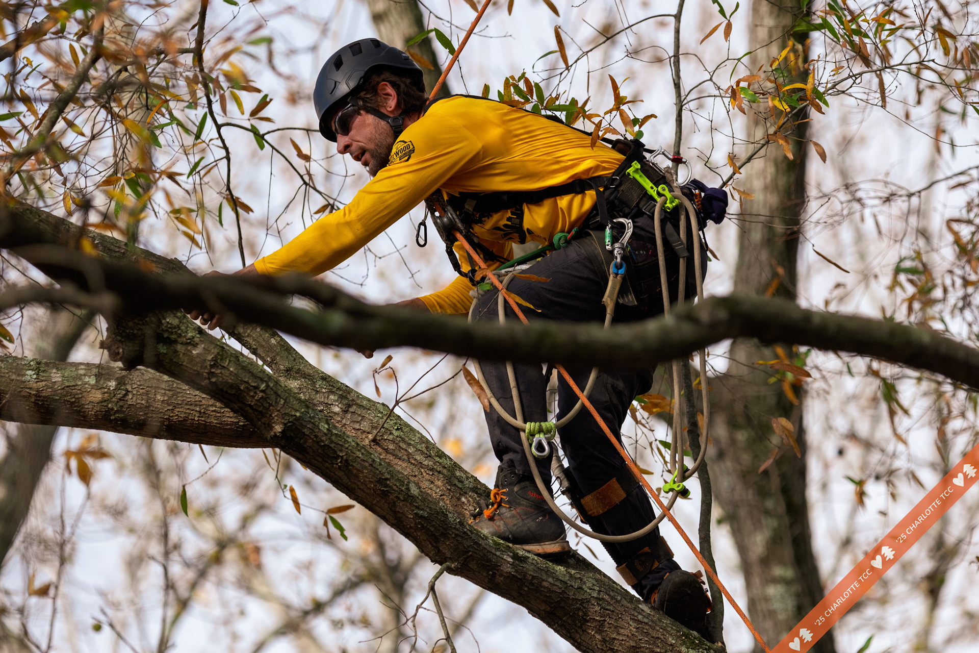 2025 Charlotte Tree Climbing Competition - TreeStuff.com/photos