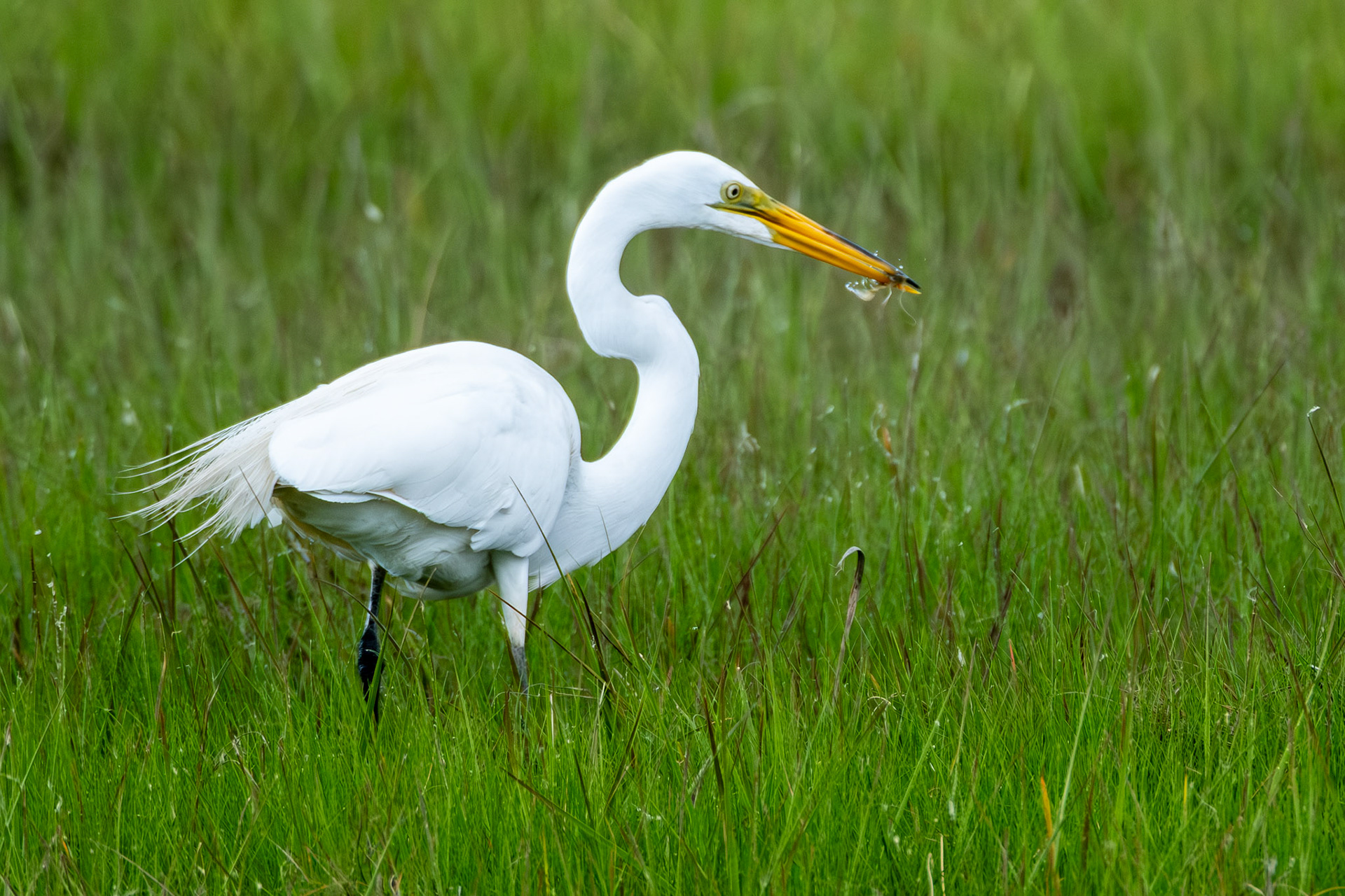 Great Egret 