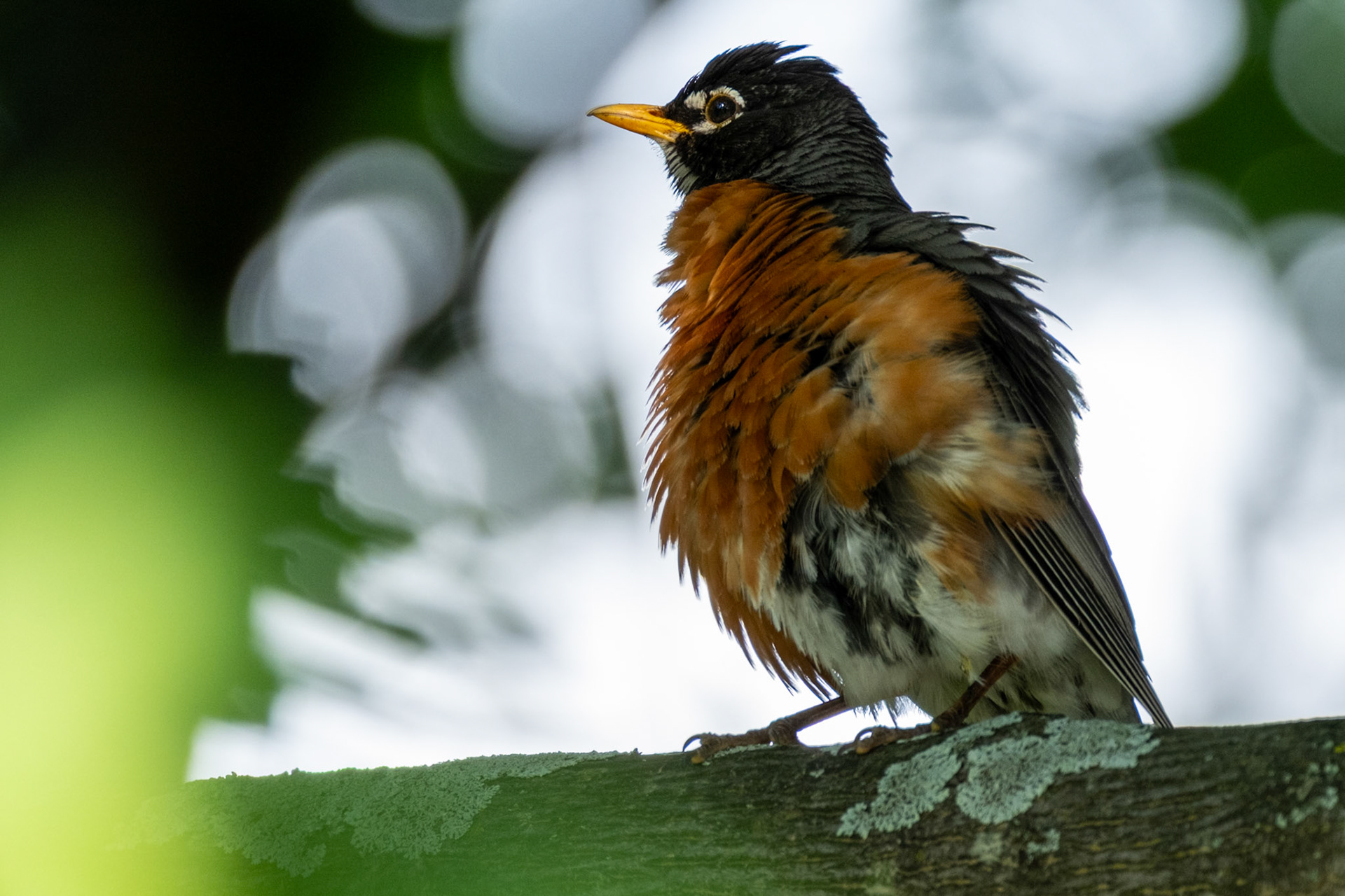American Robin