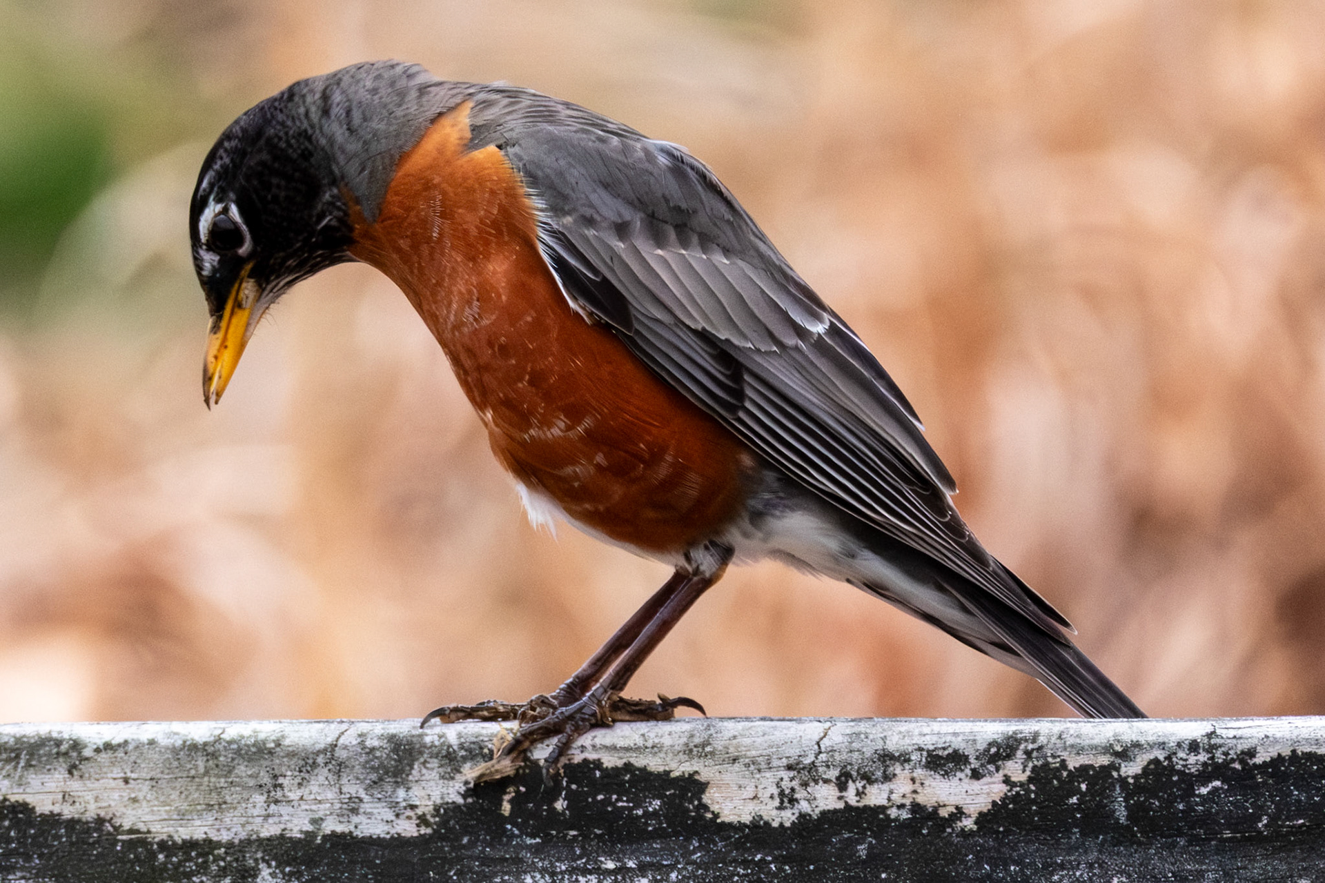 American Robin