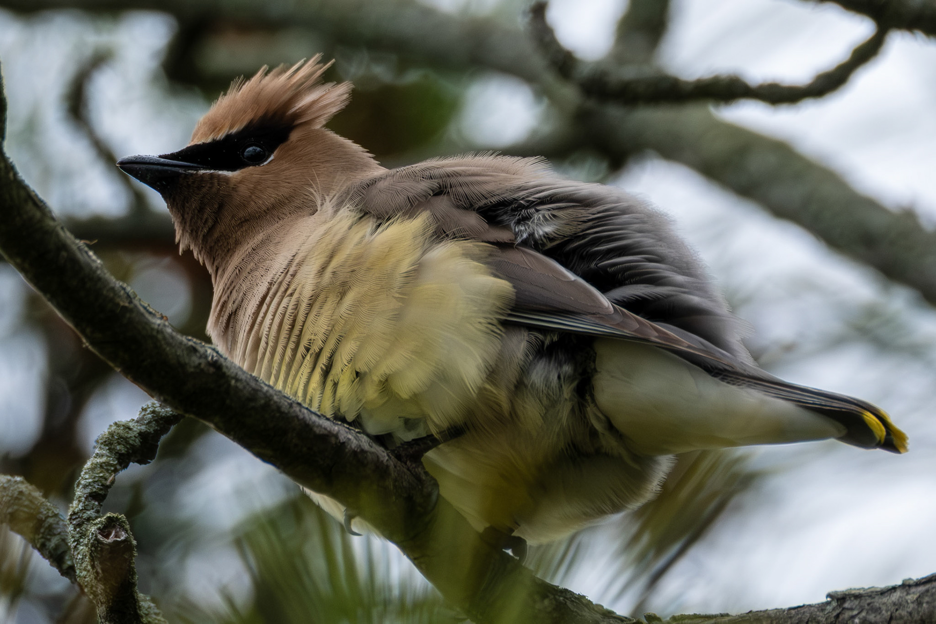 Cedar Waxwing