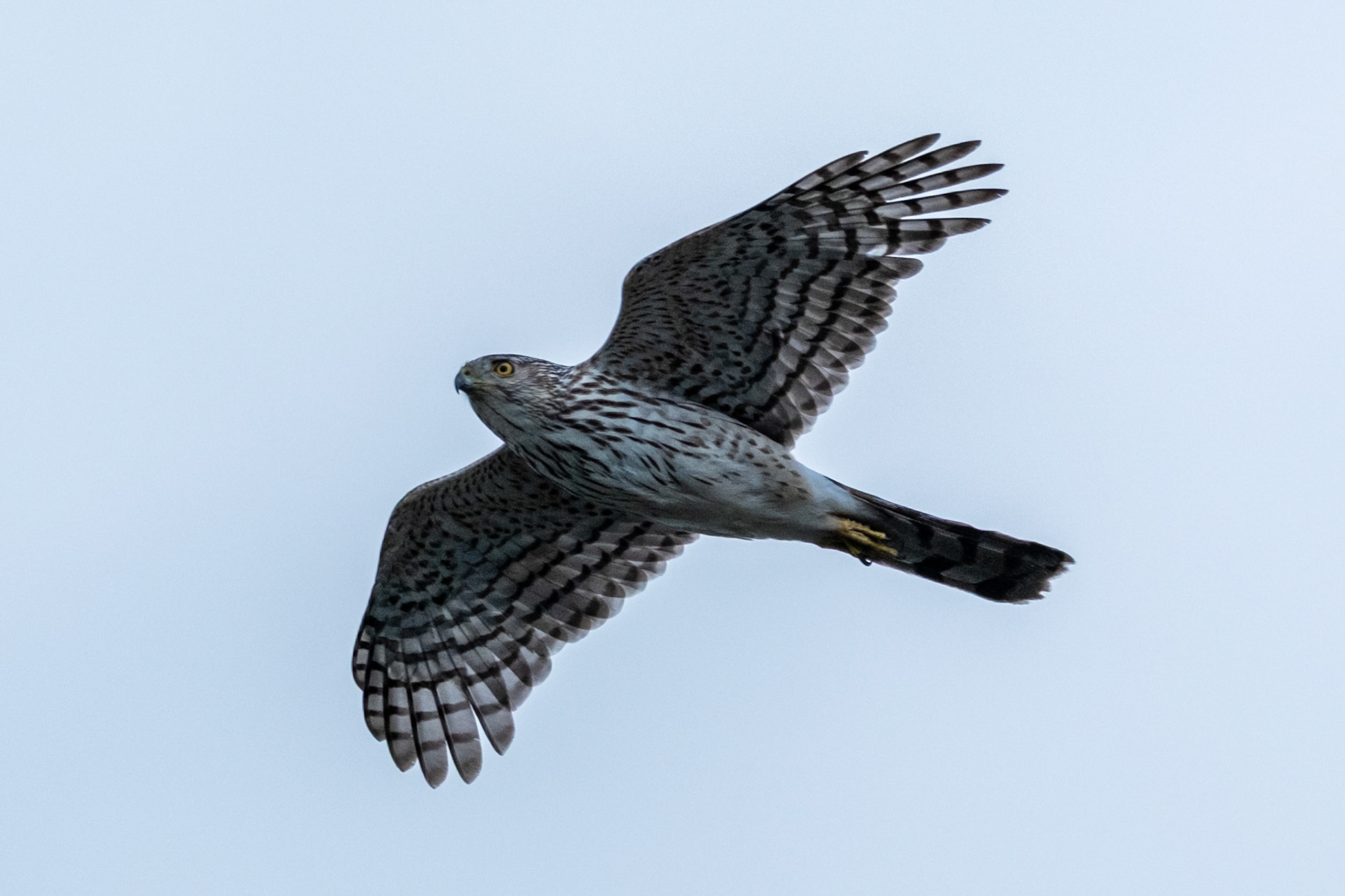 Coopers Hawk