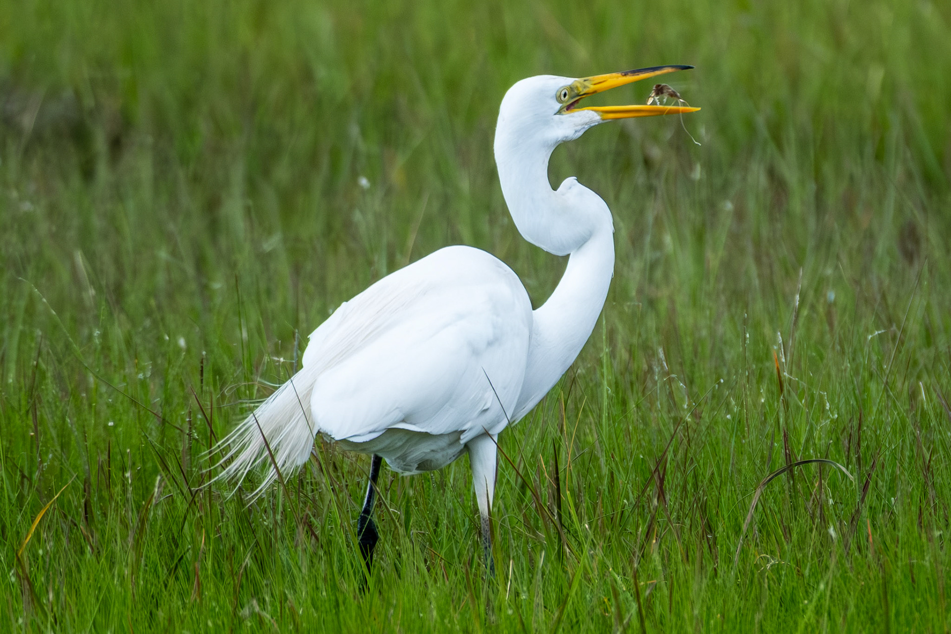 Great Egret eating Shrimp