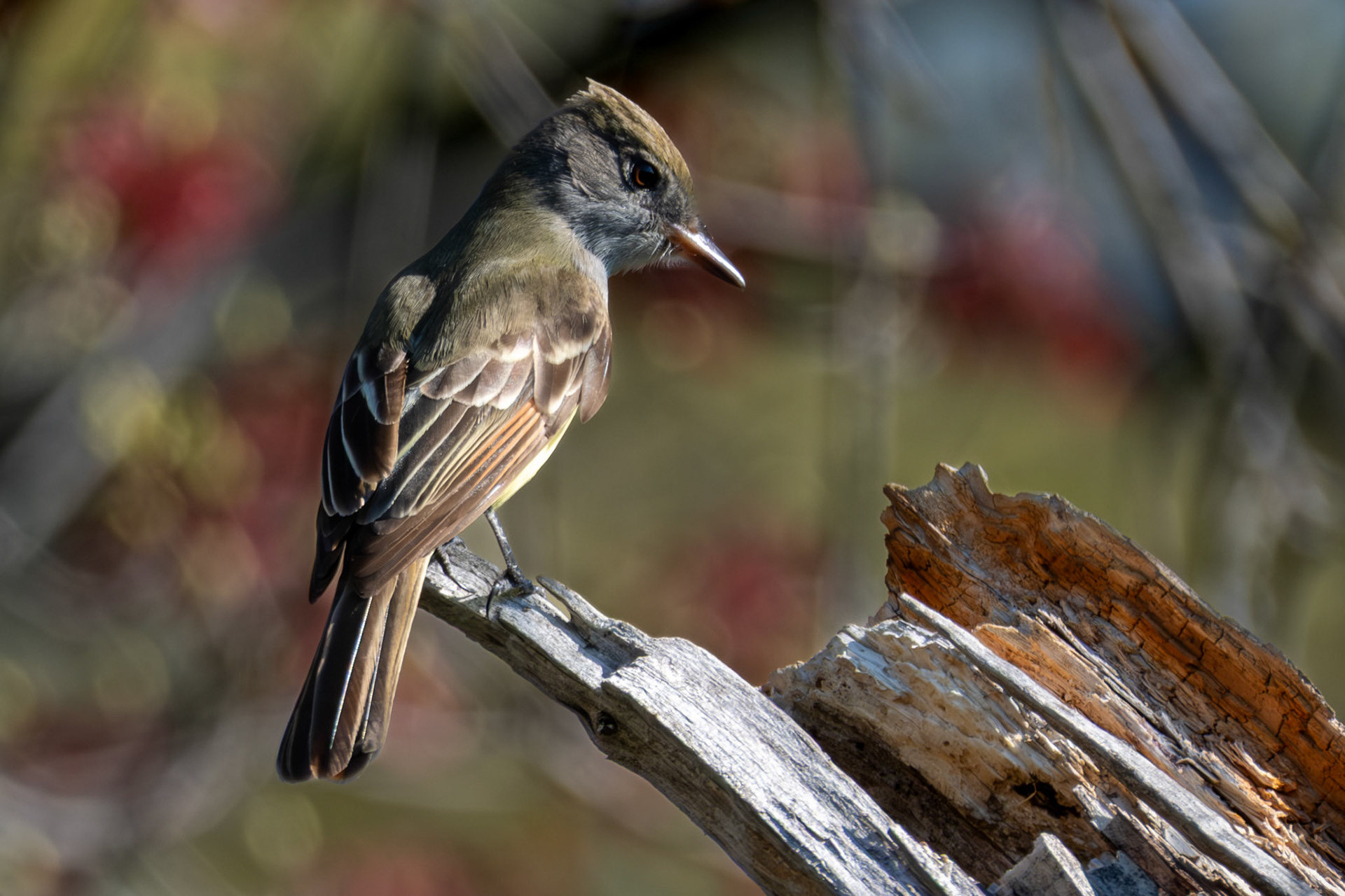Great Crested Flycatcher