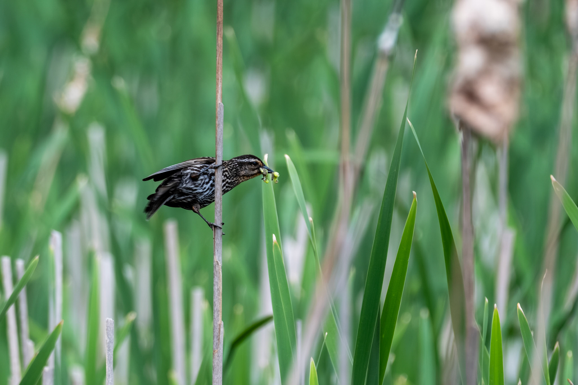 Female Redwing Blackbird