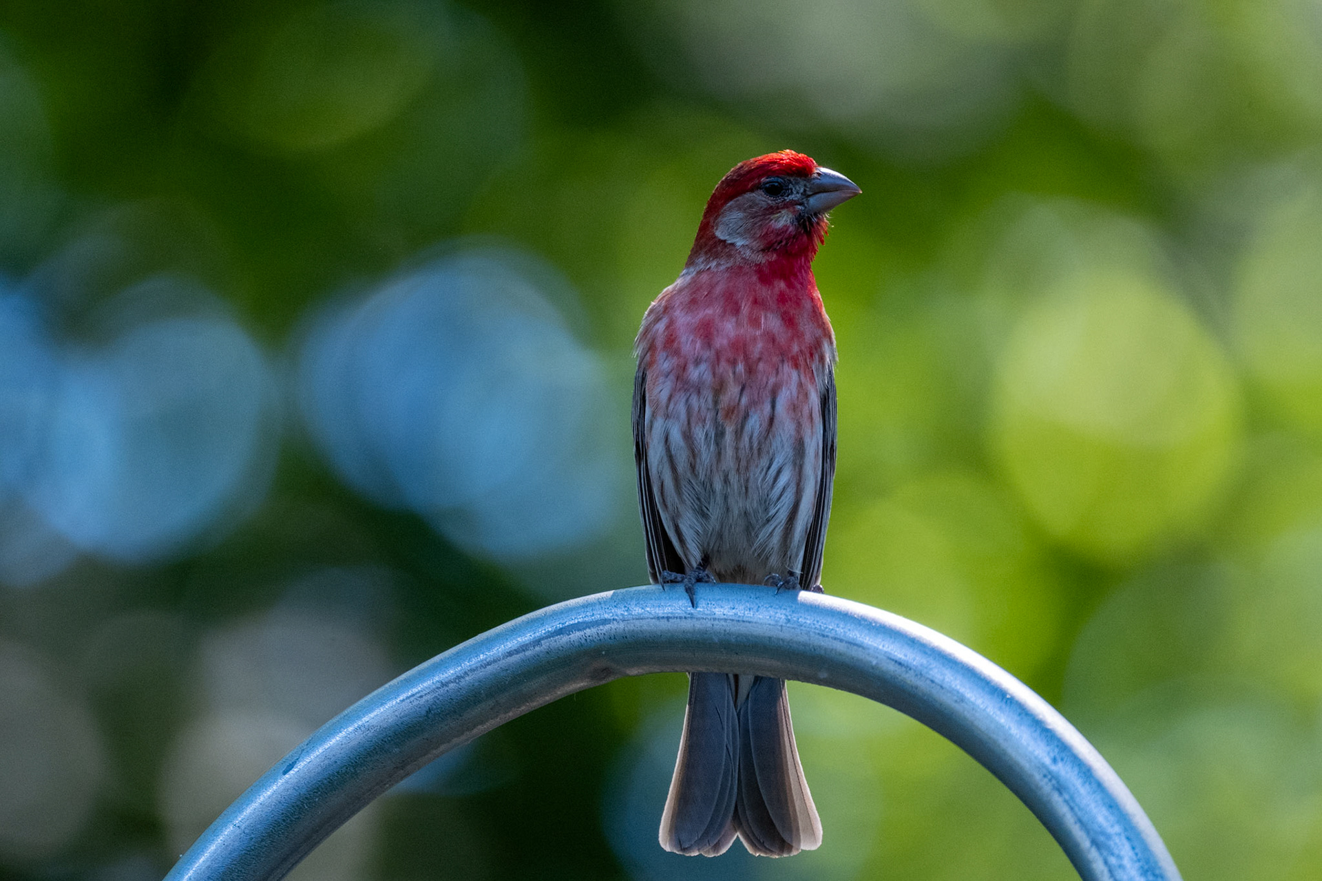 House Finch