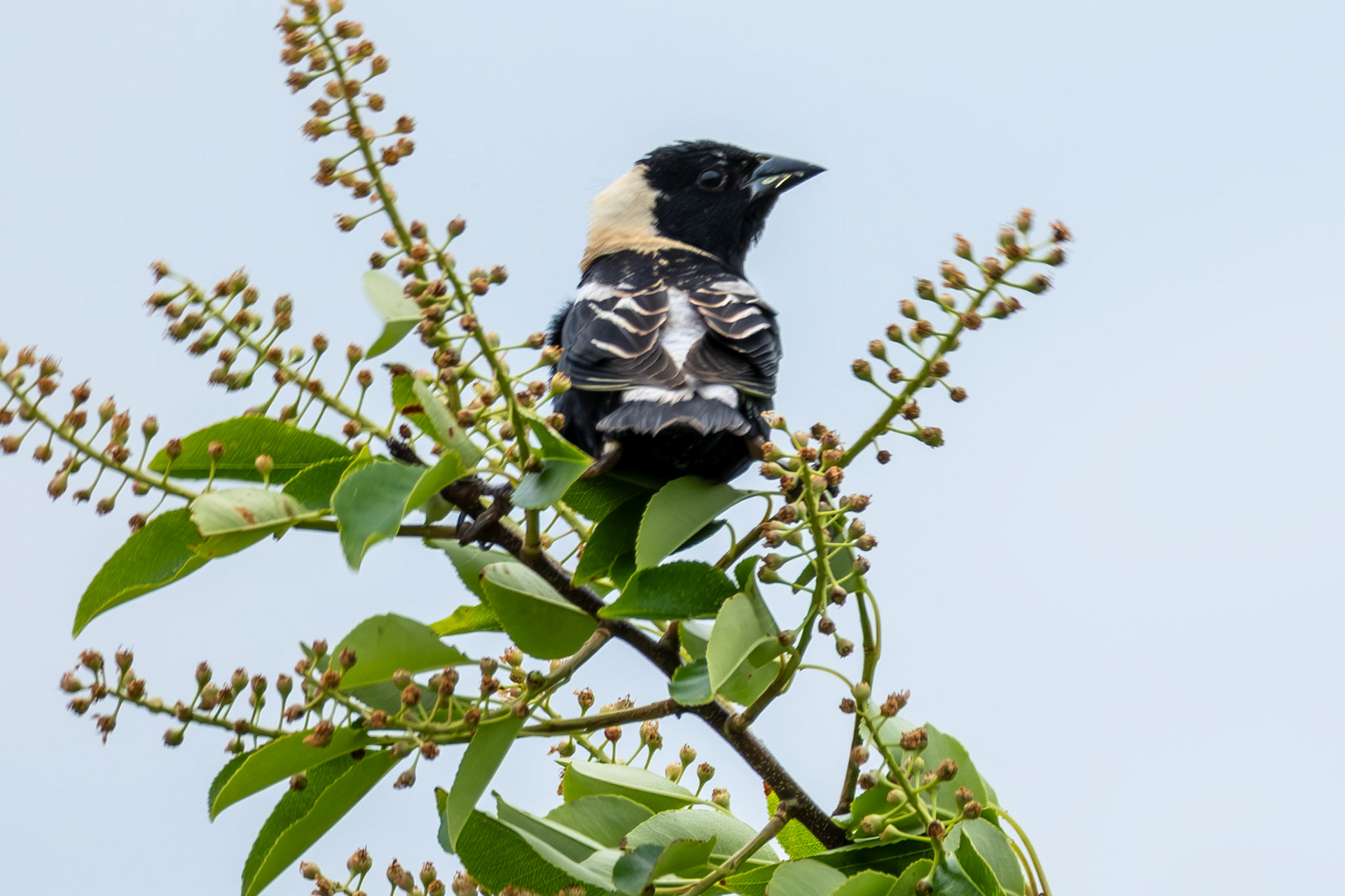 Bobolink