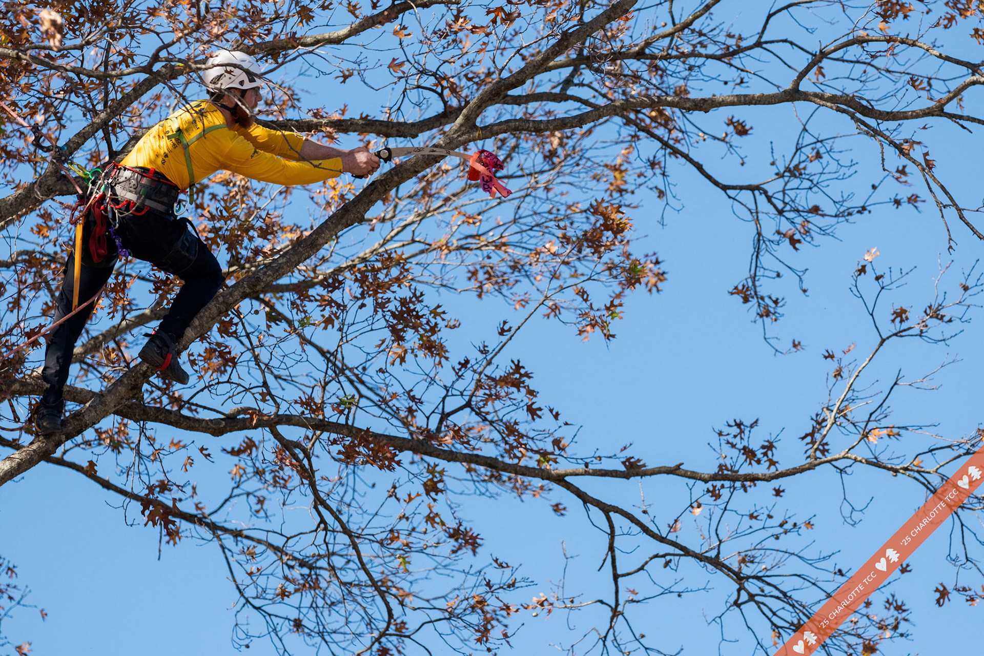 2025 Charlotte Tree Climbing Competition - TreeStuff.com/photos