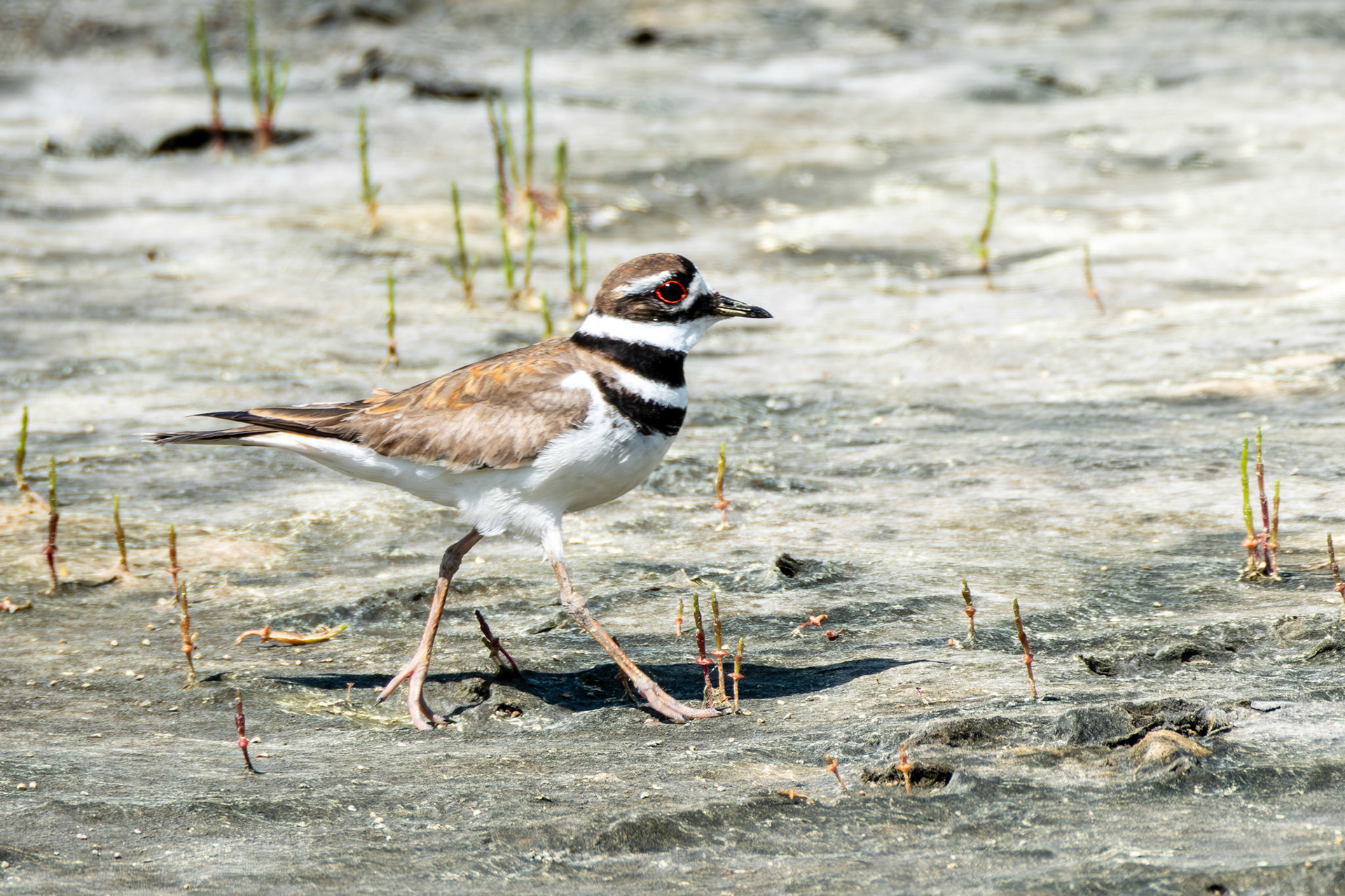 Kildeer