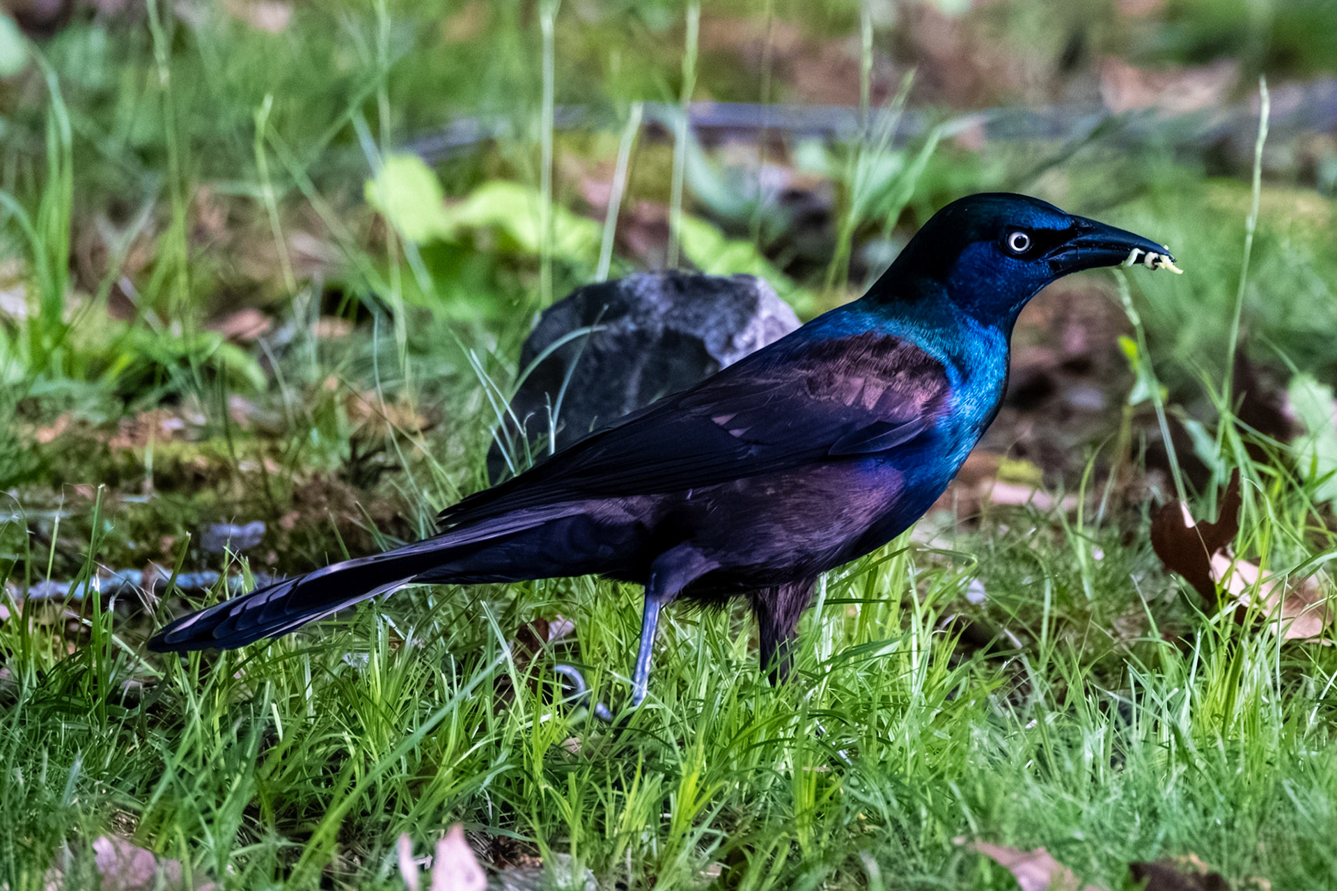 Common Grackle
