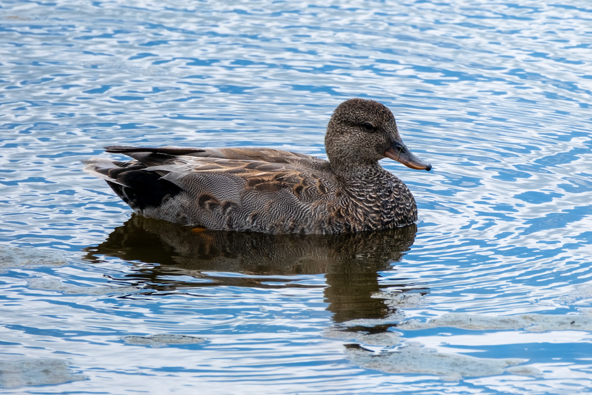Gadwall