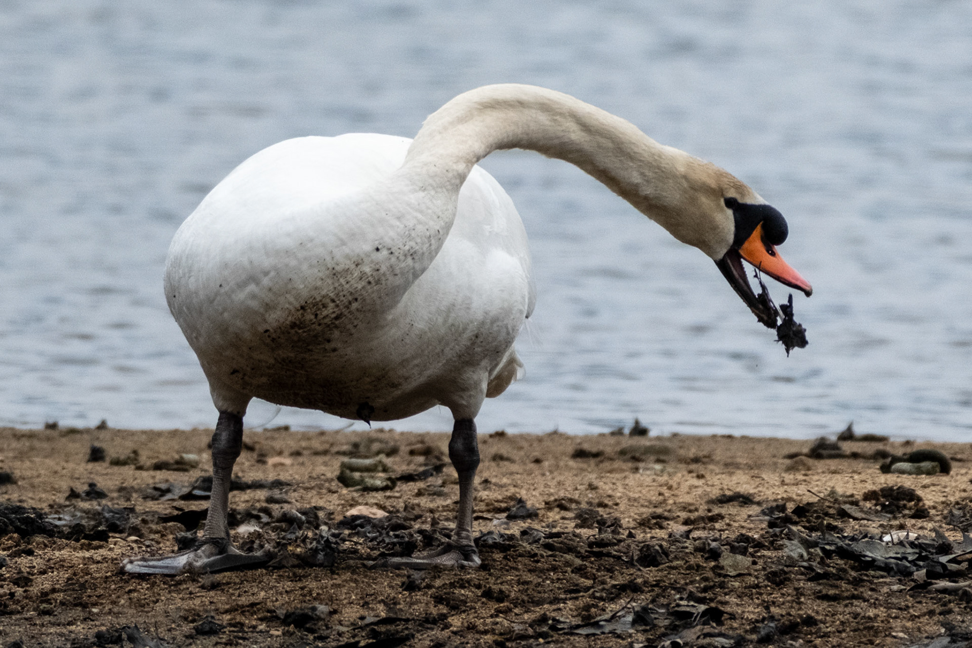 Mute Swan