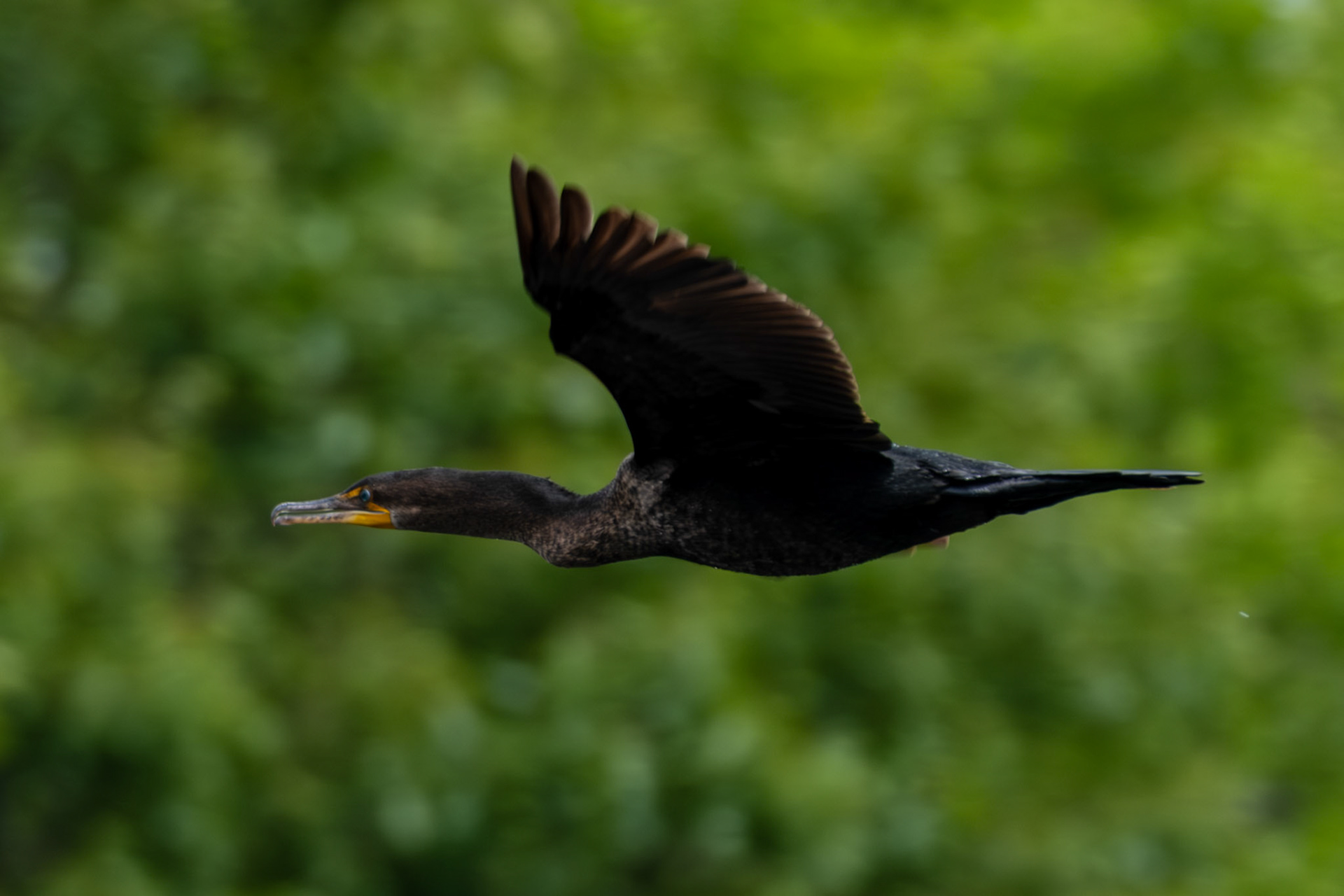 Doublebreasted Cormorant in Flight