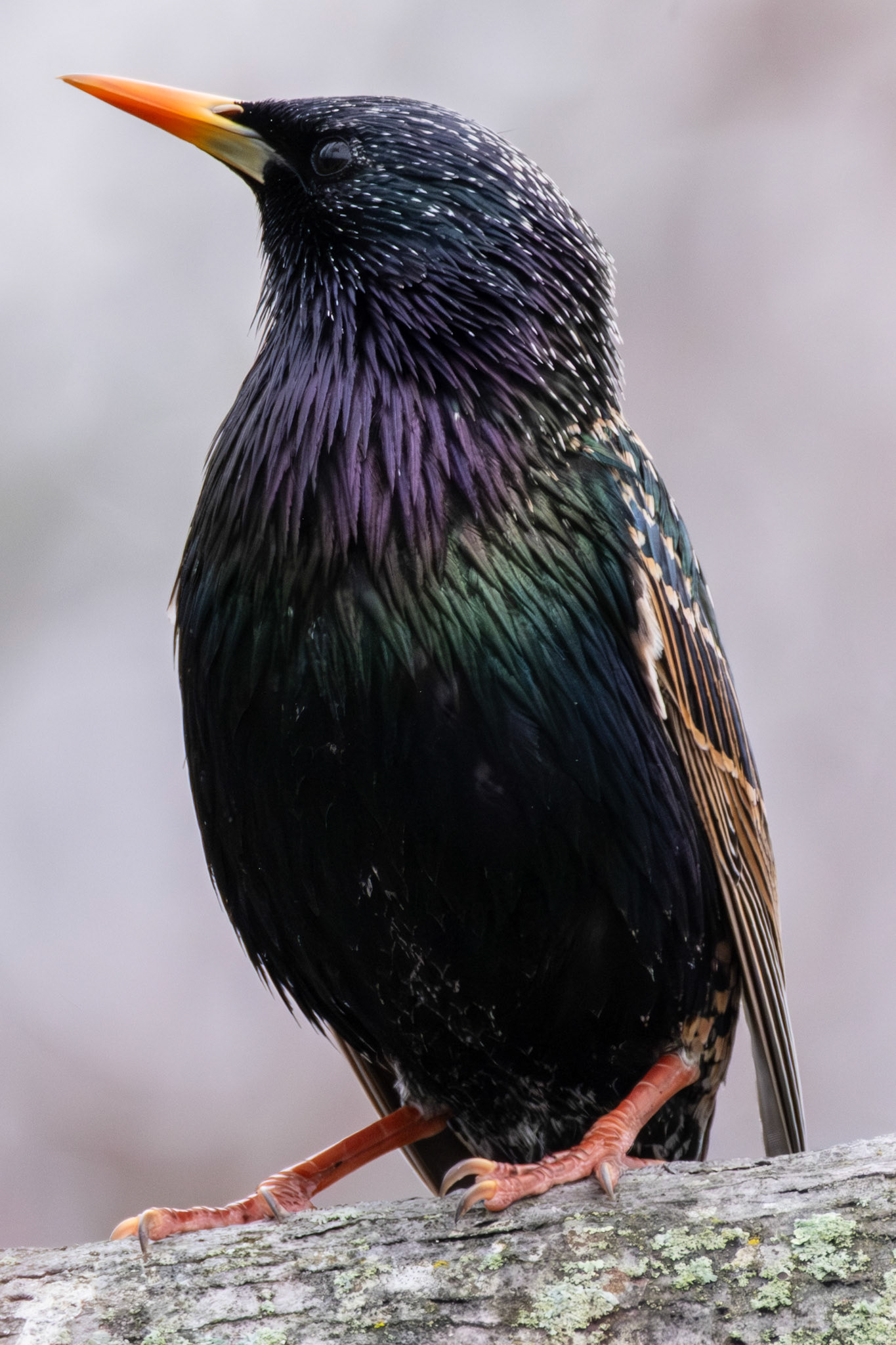European Starling