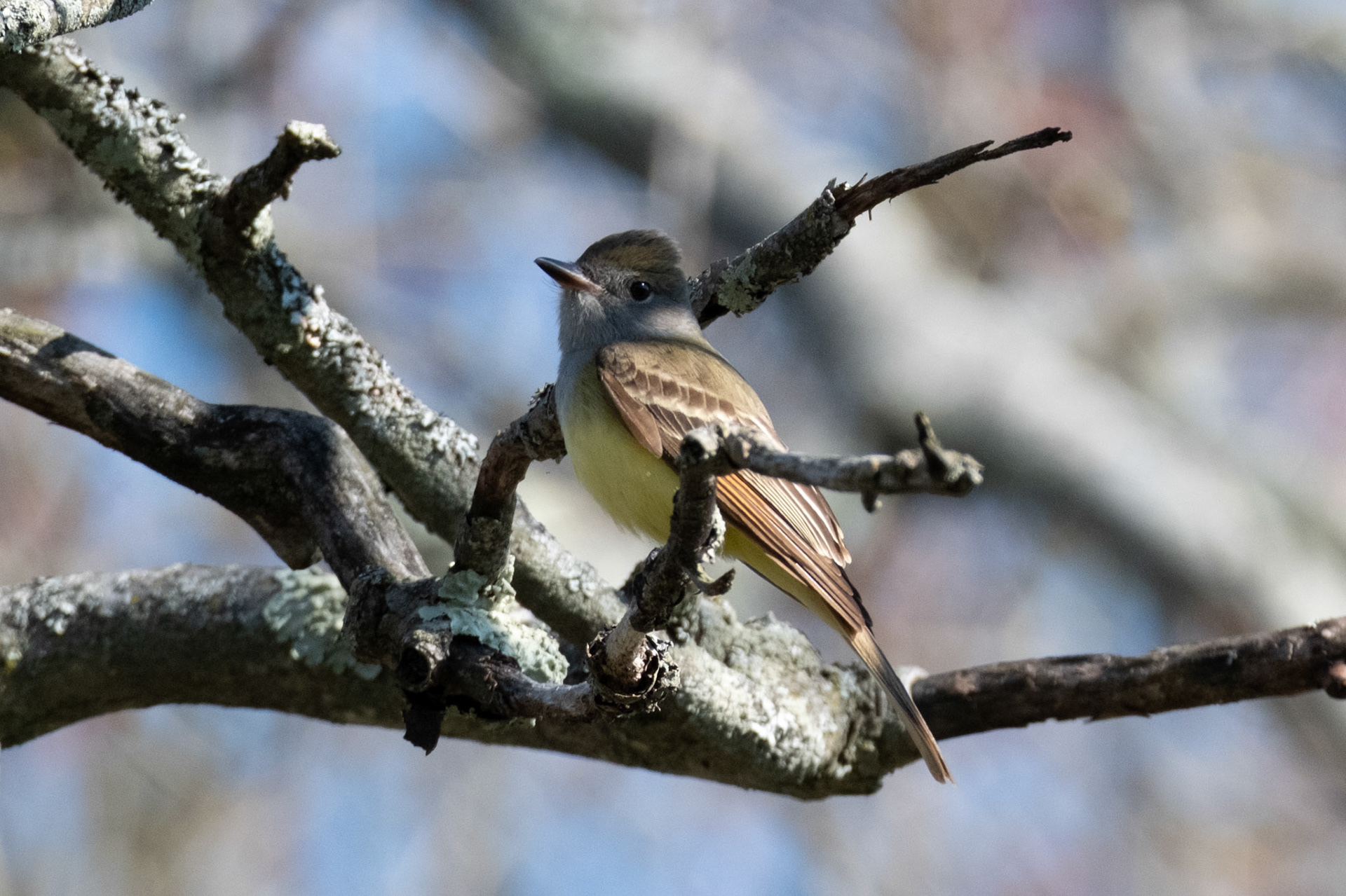 Great Crested Flycatcher