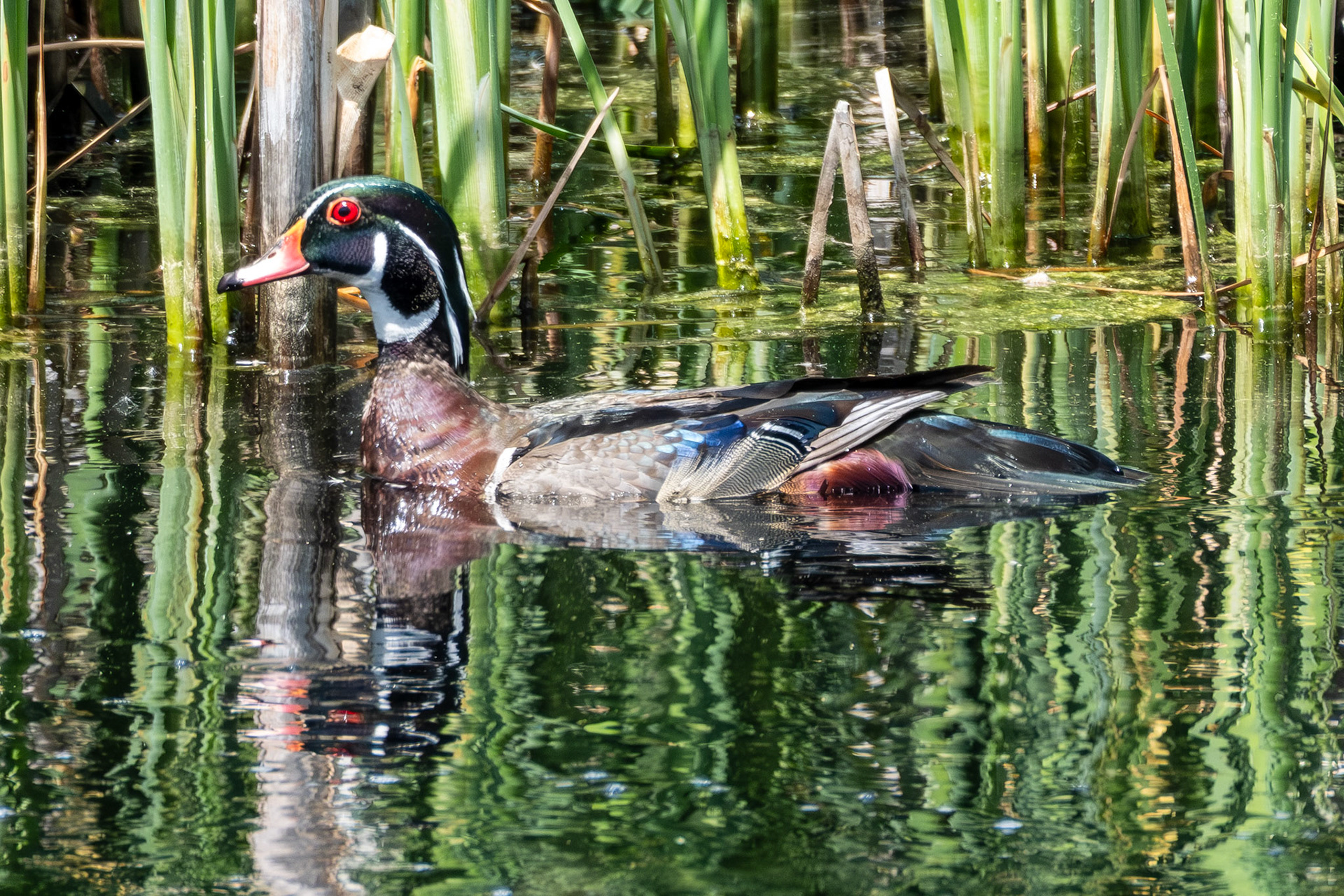 Wood Duck