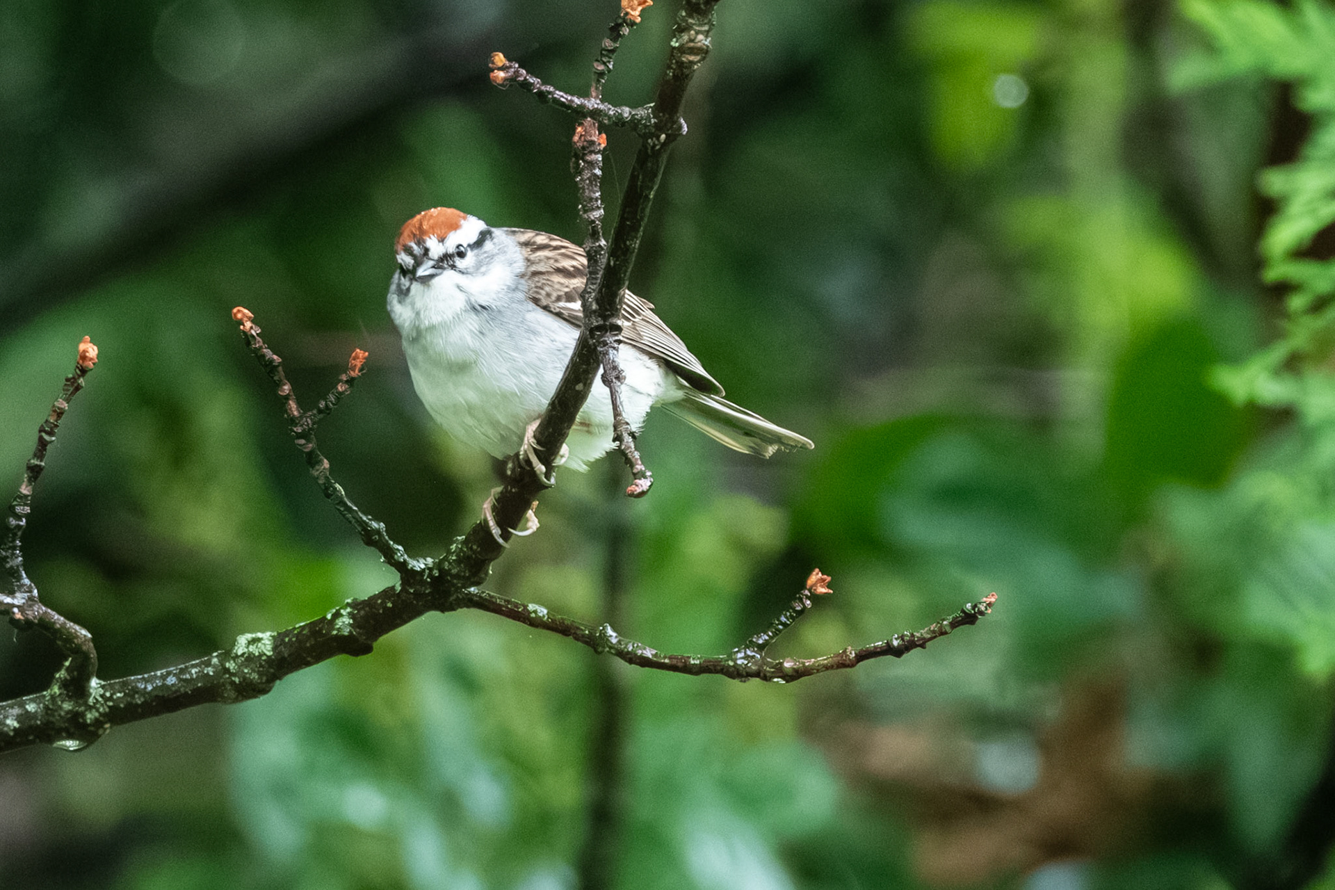 Chipping Sparrow