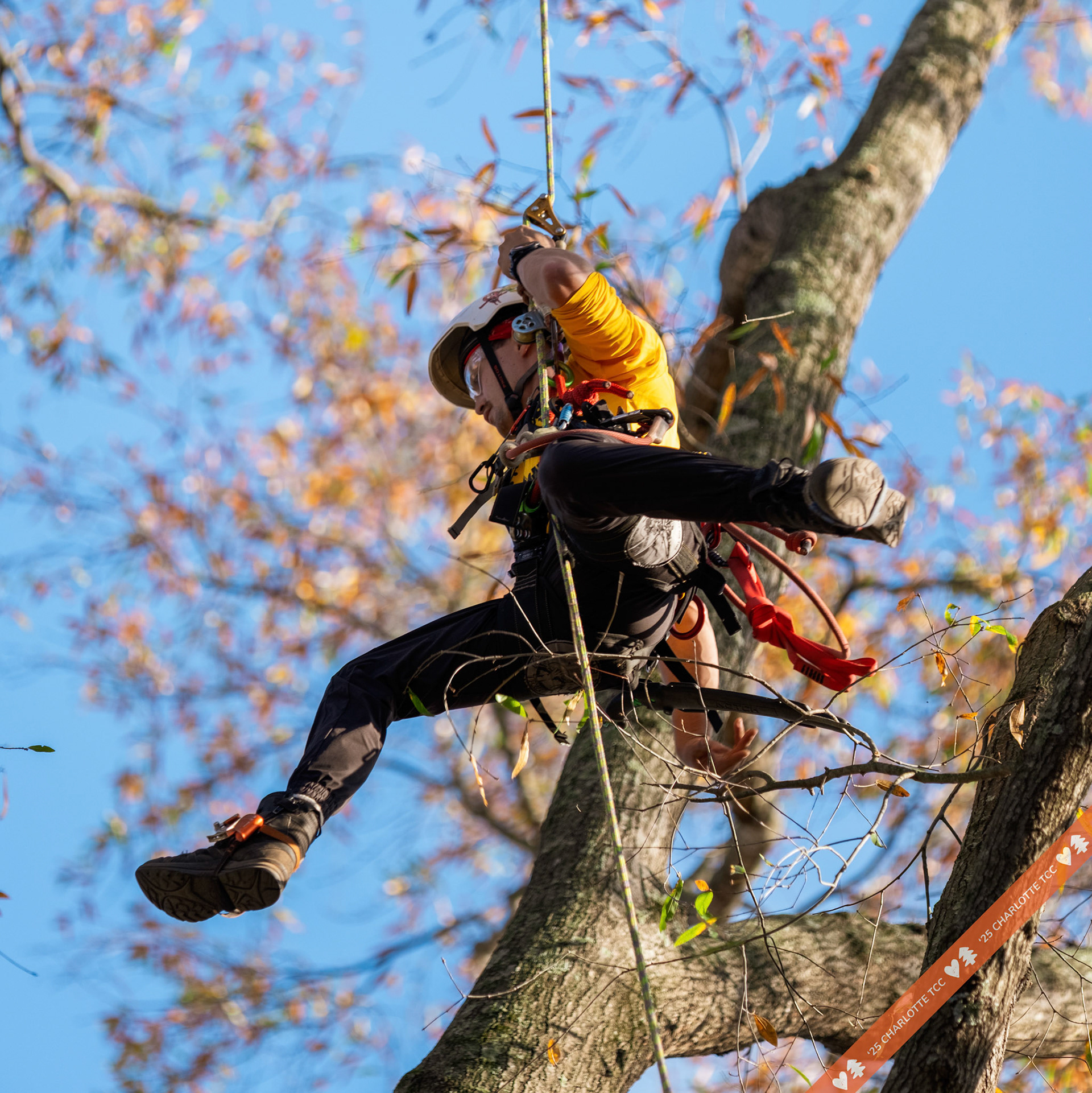 2025 Charlotte Tree Climbing Competition - TreeStuff.com/photos