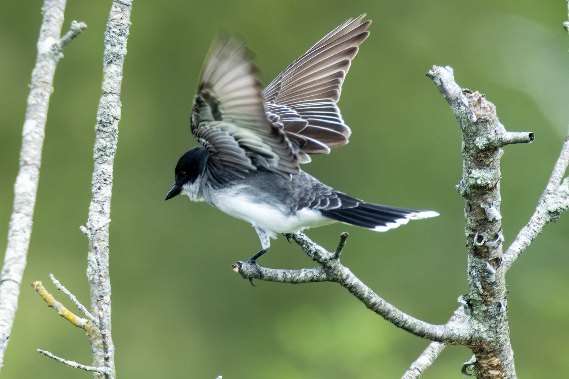 Eastern Kingbird