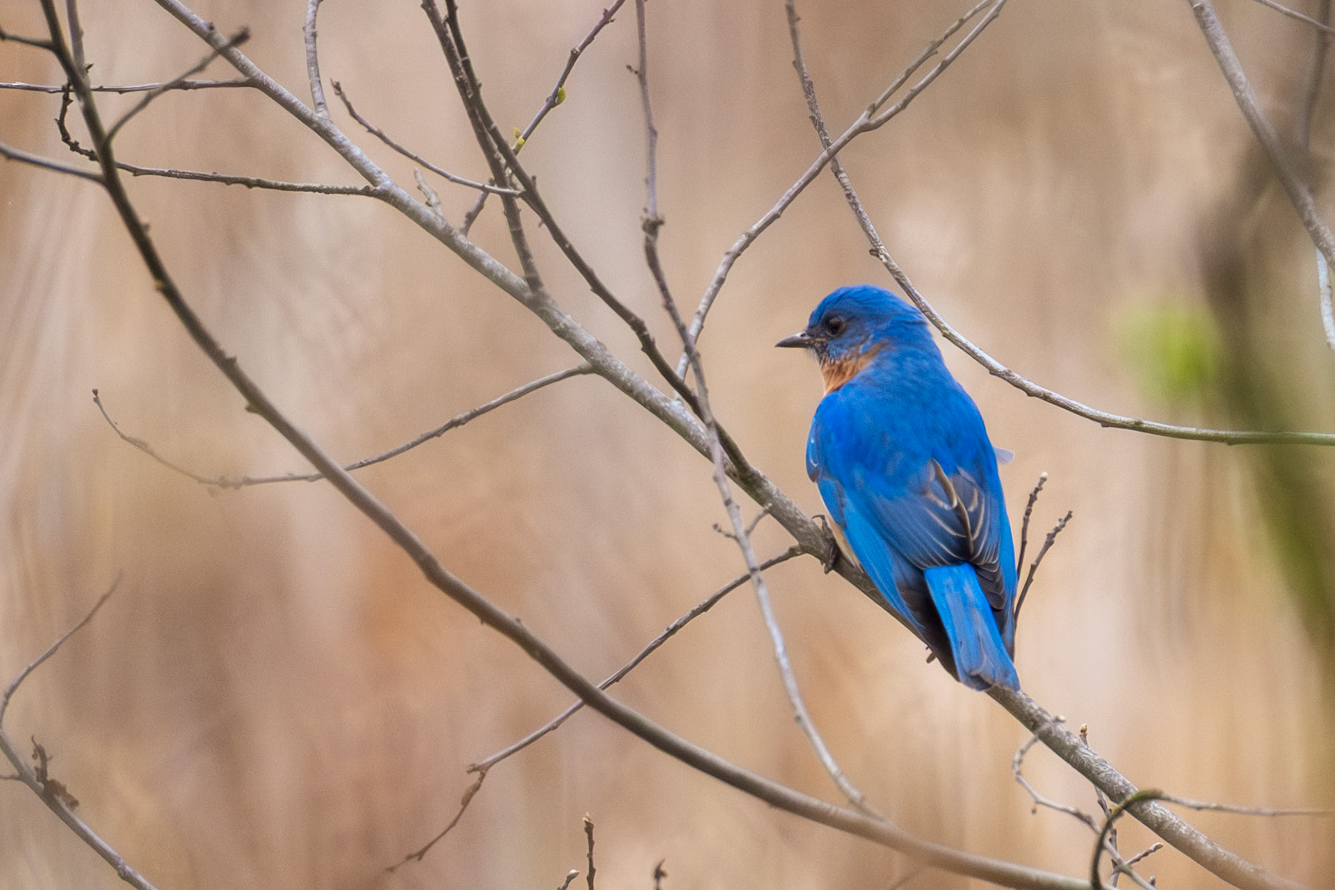 Eastern Buebird