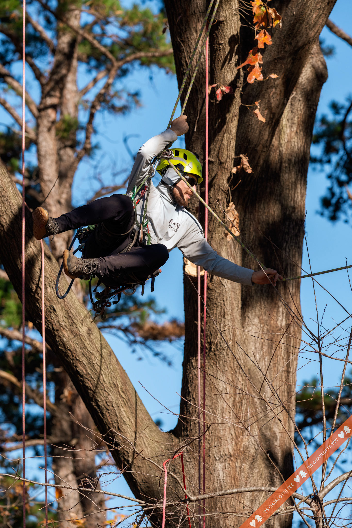 2025 Charlotte Tree Climbing Competition - TreeStuff.com/photos