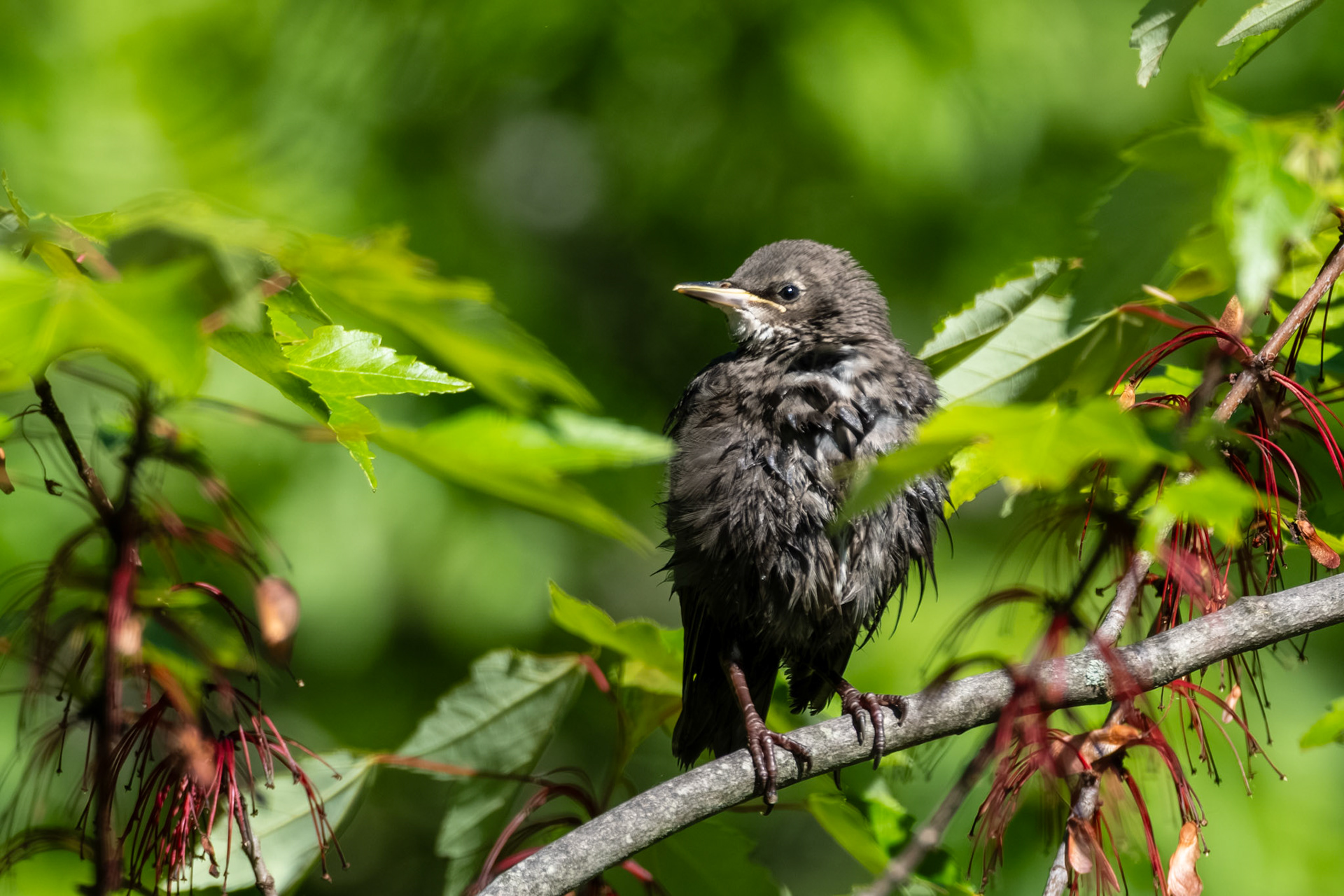 Juvenile Starling