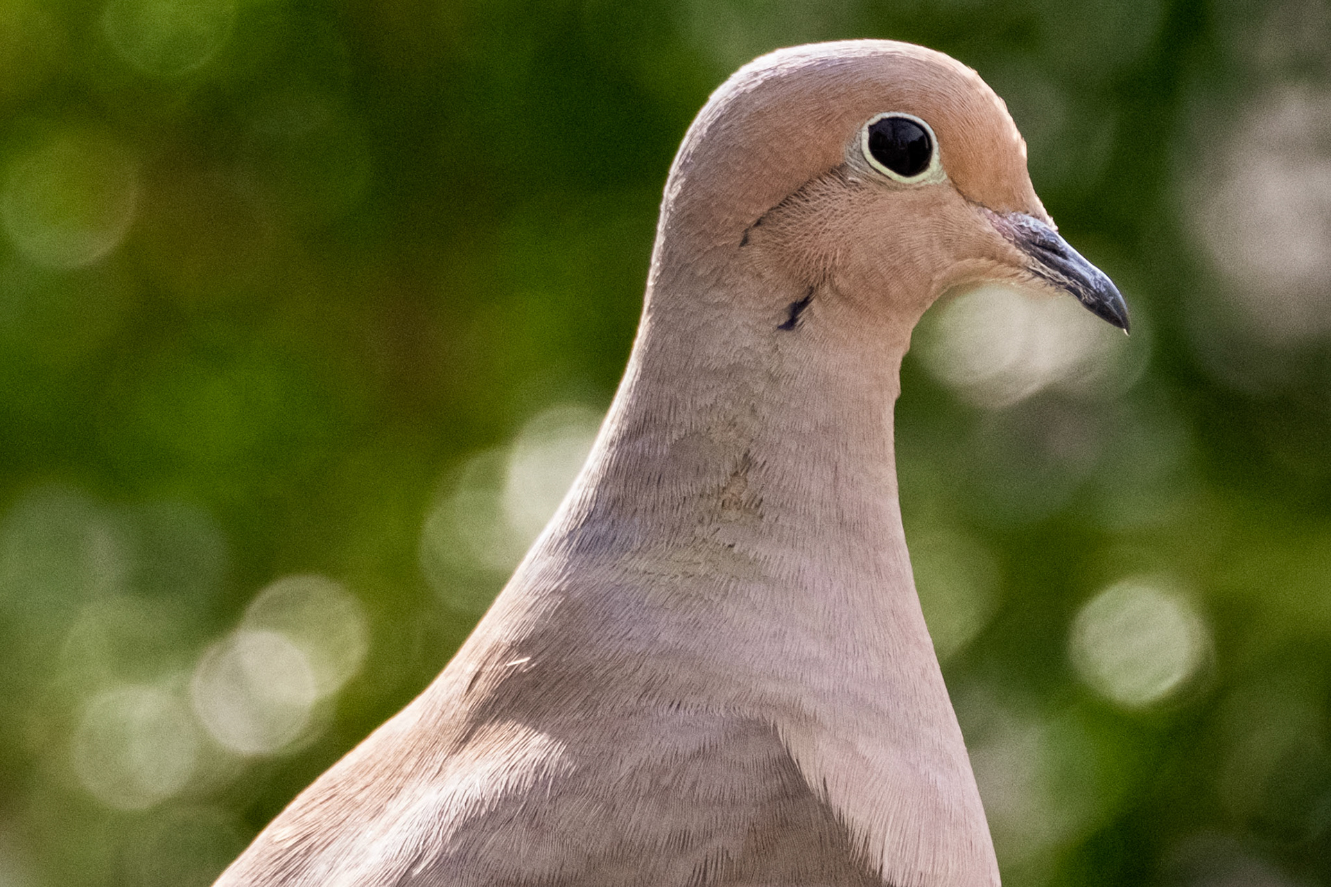 Mourning Dove