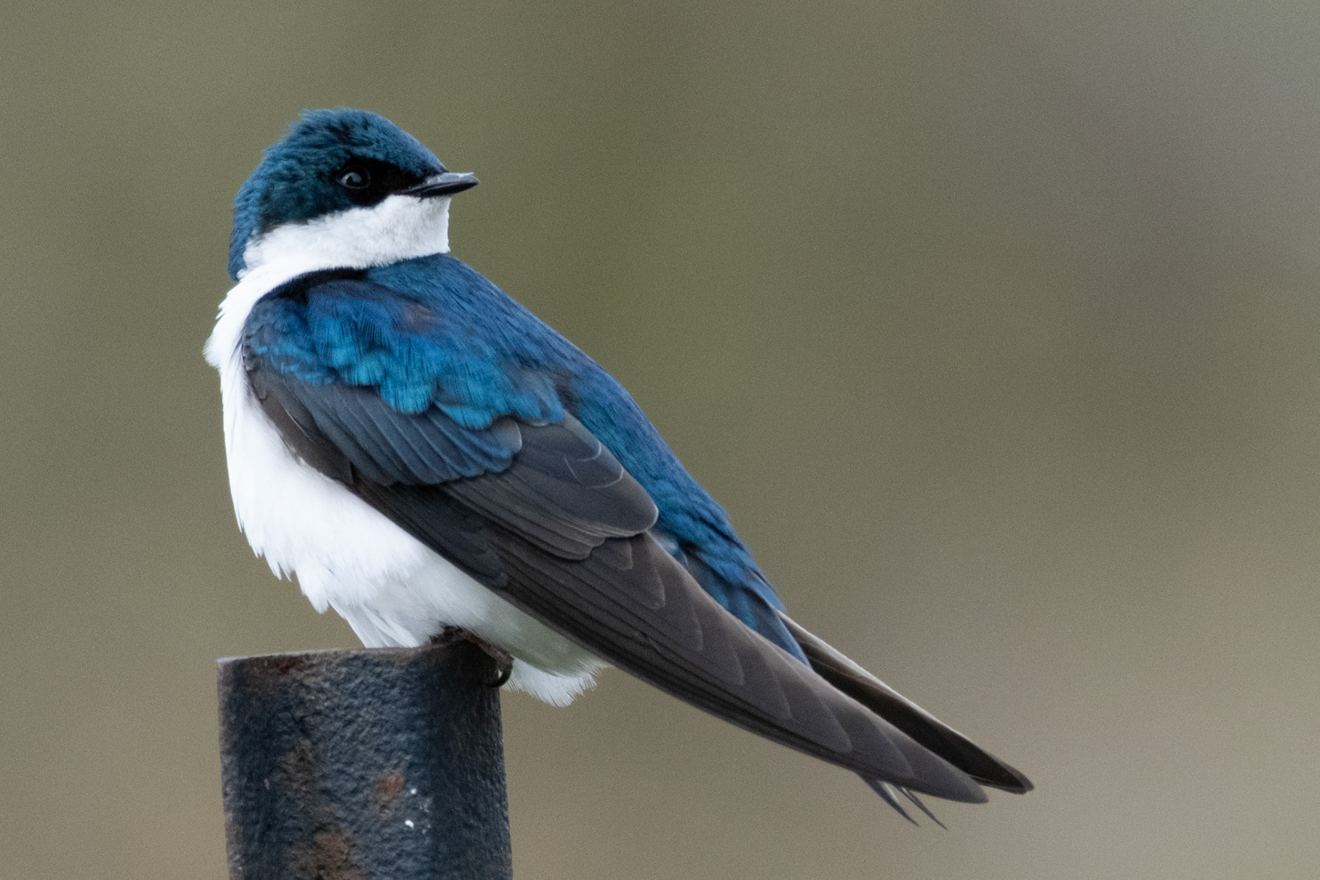 Tree Swallow