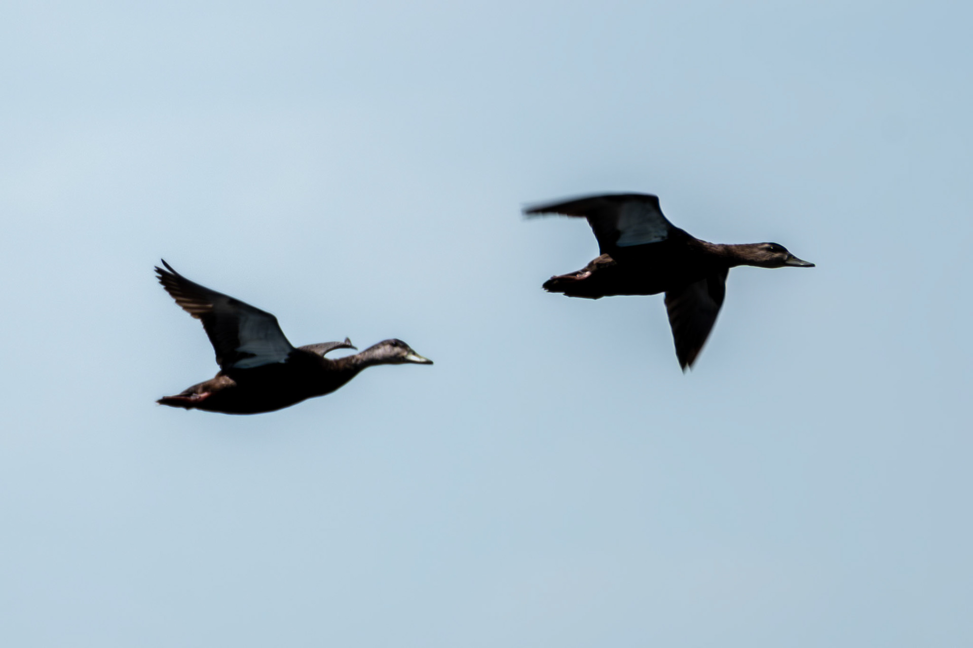 American Black Duck In Flight
