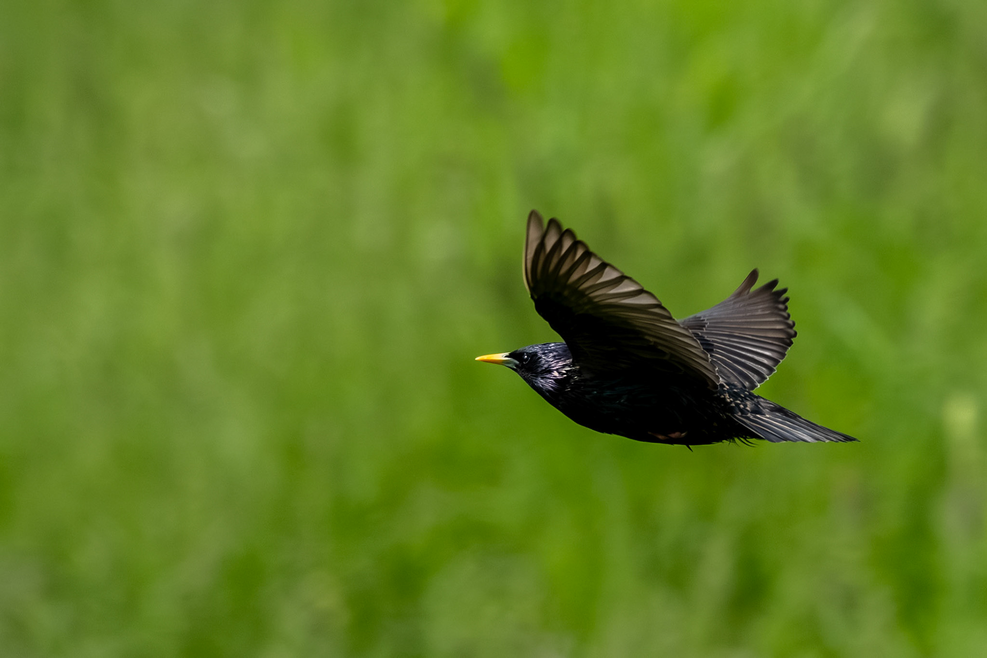 European Starling