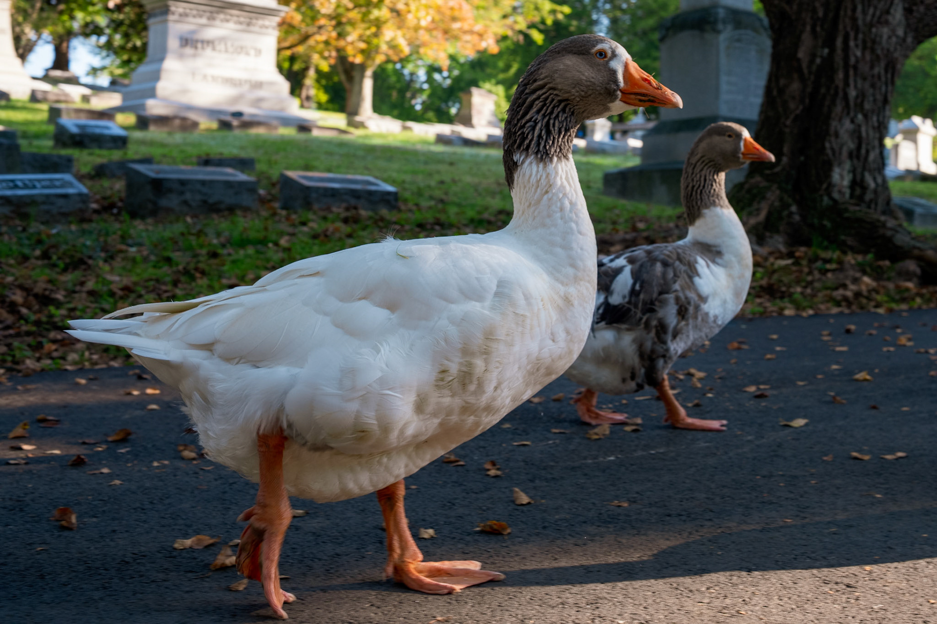 Duck of sorts