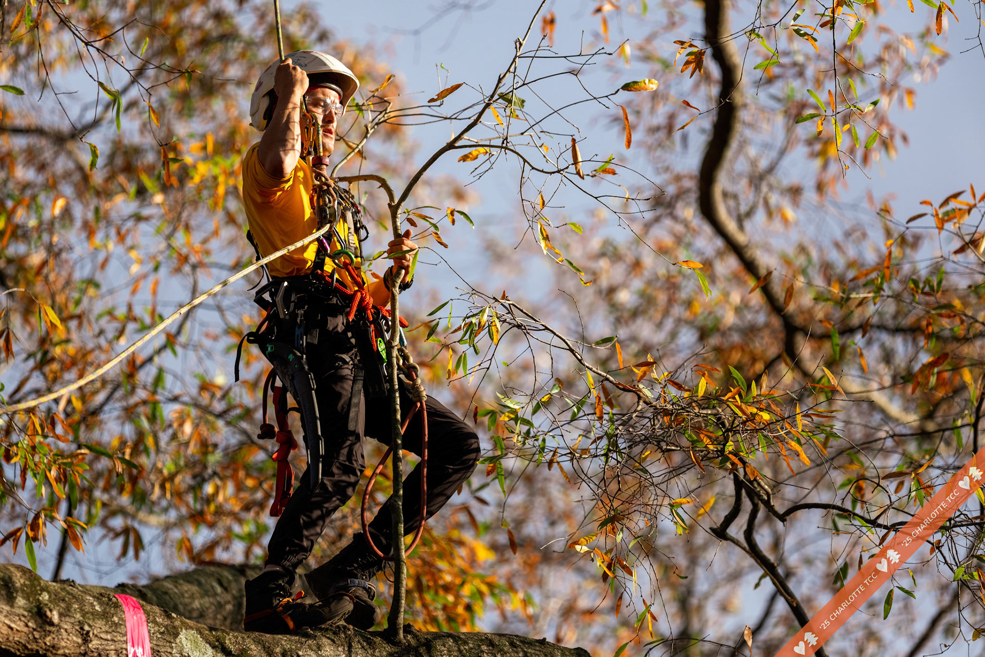 2025 Charlotte Tree Climbing Competition - TreeStuff.com/photos
